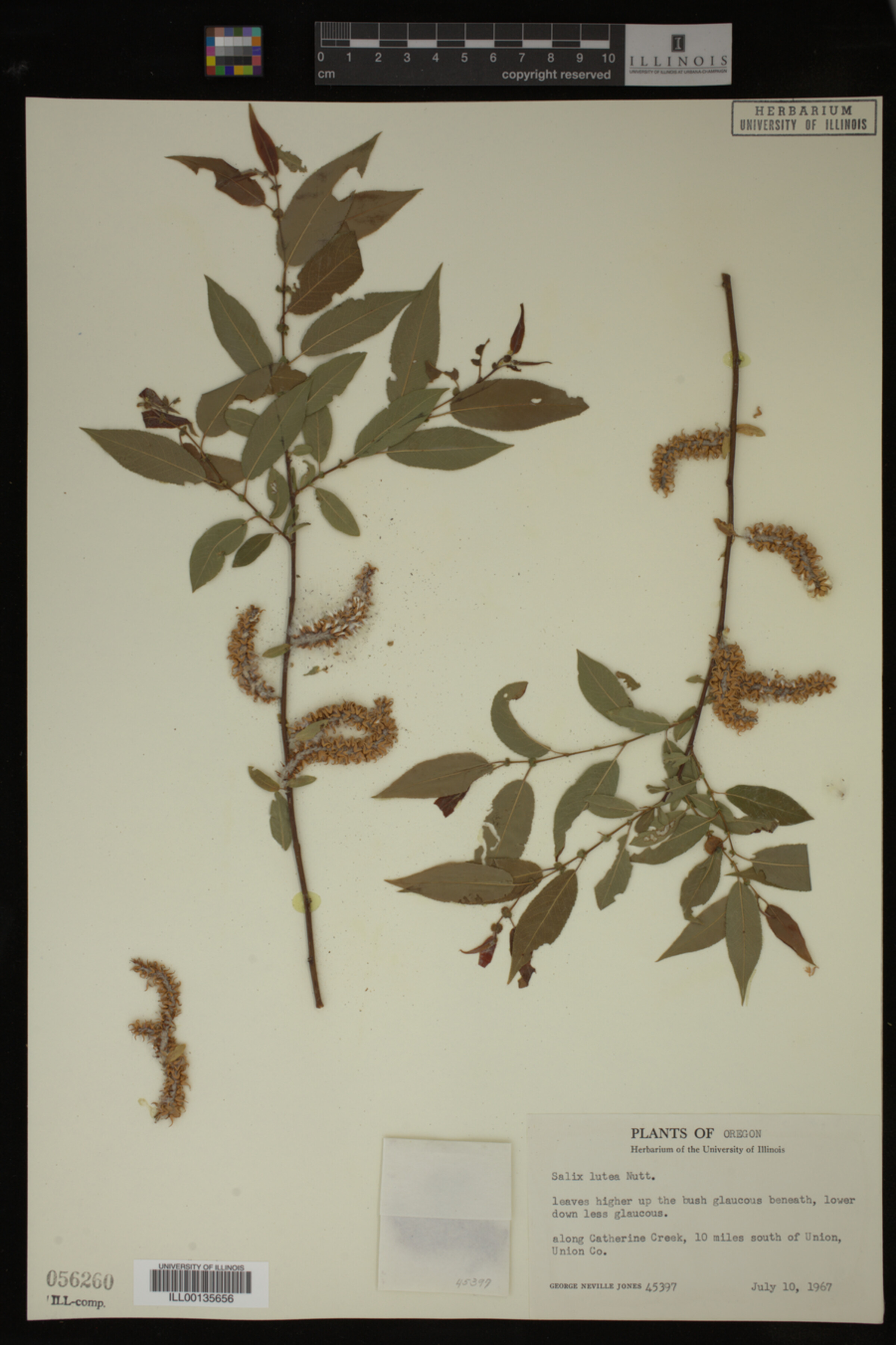 Salix lutea image