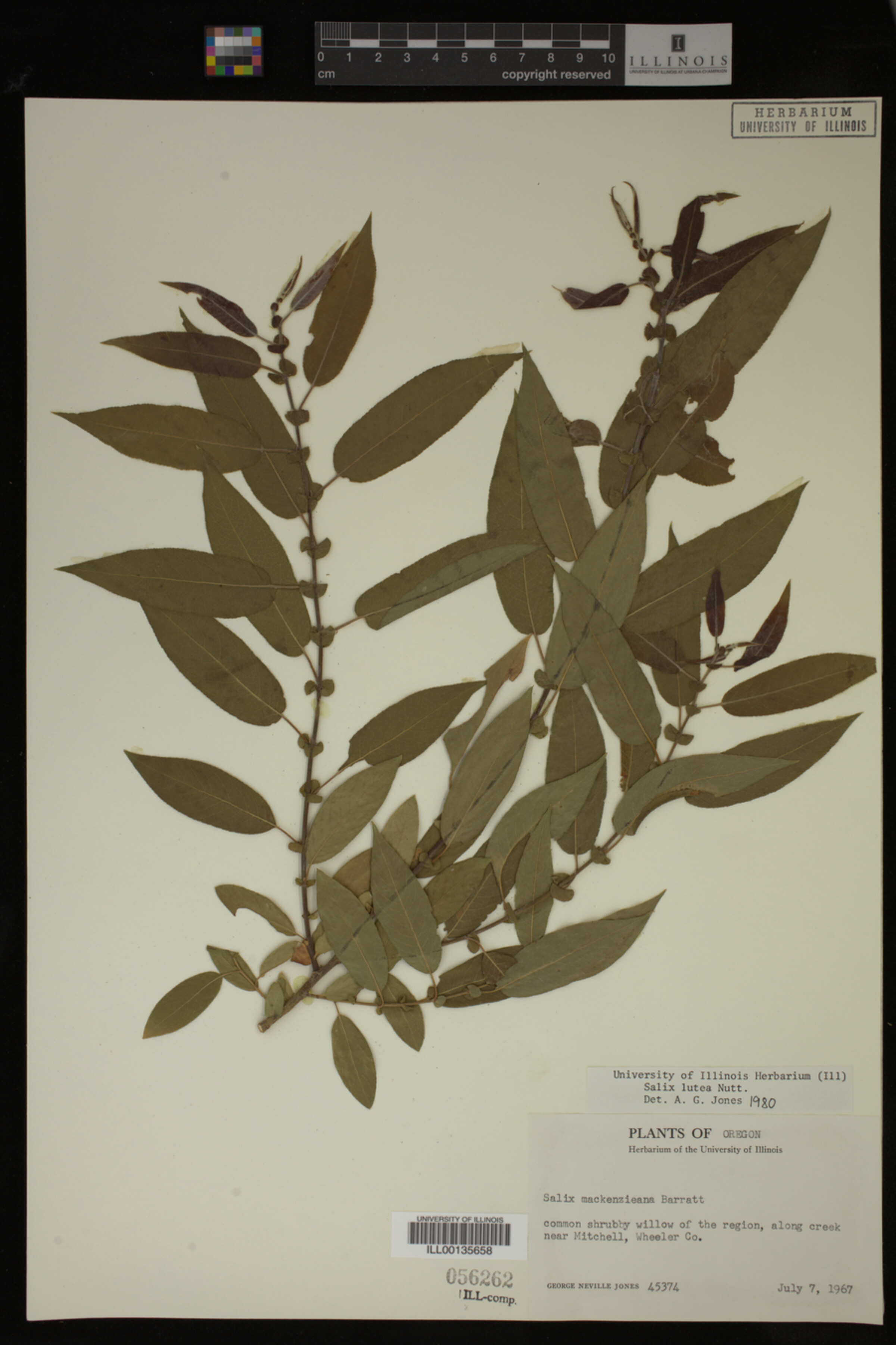 Salix lutea image