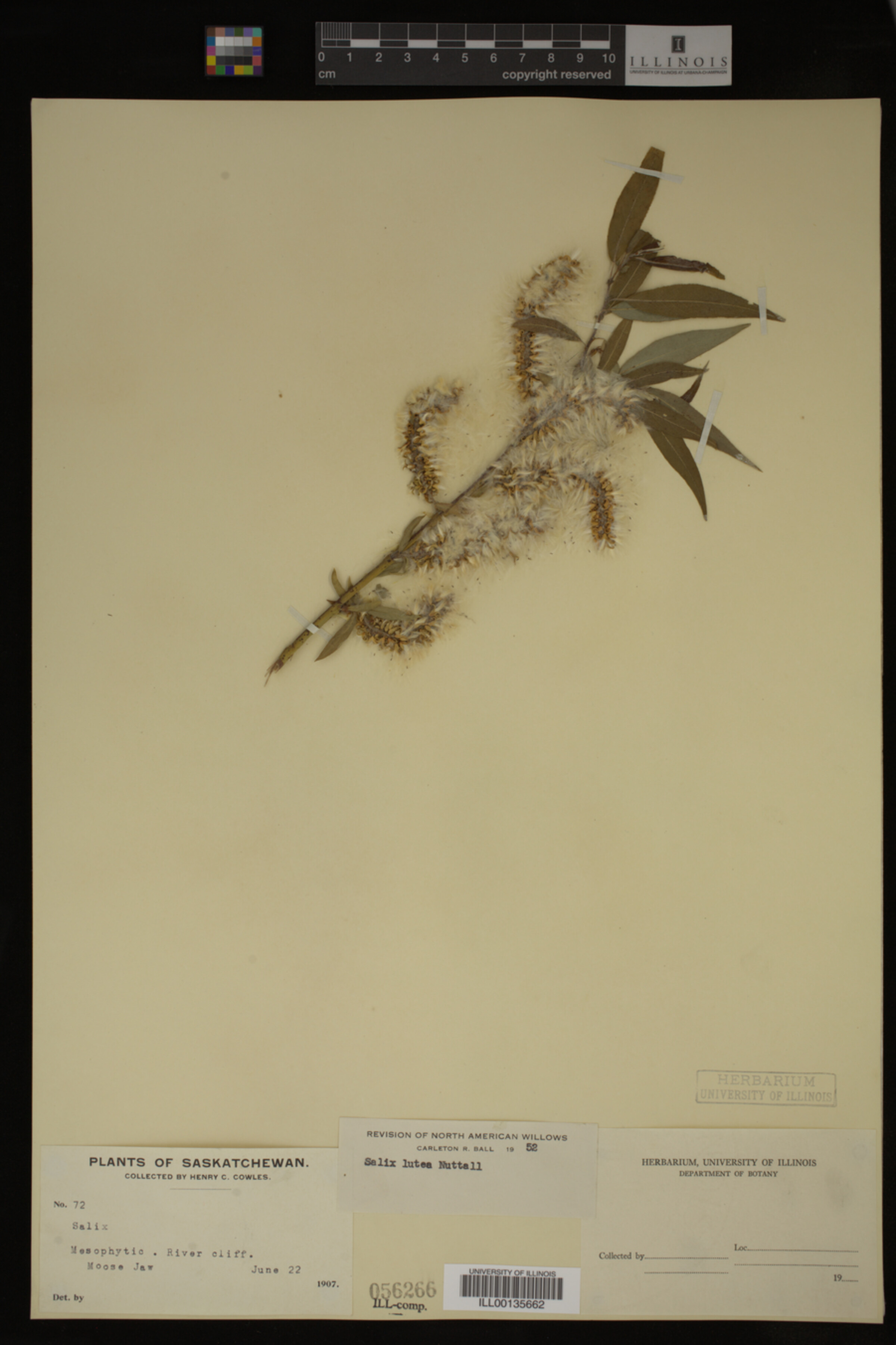Salix lutea image