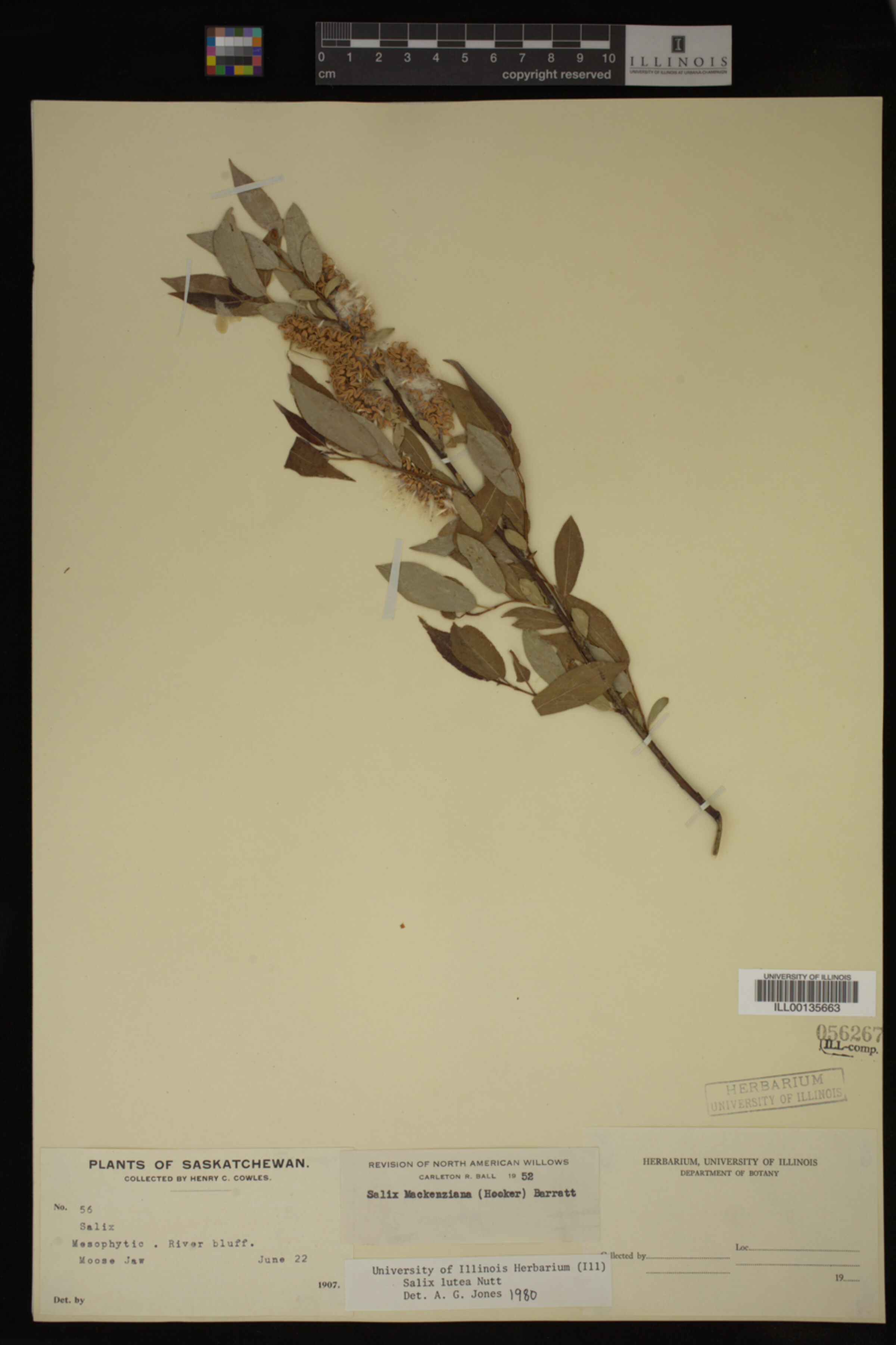 Salix lutea image