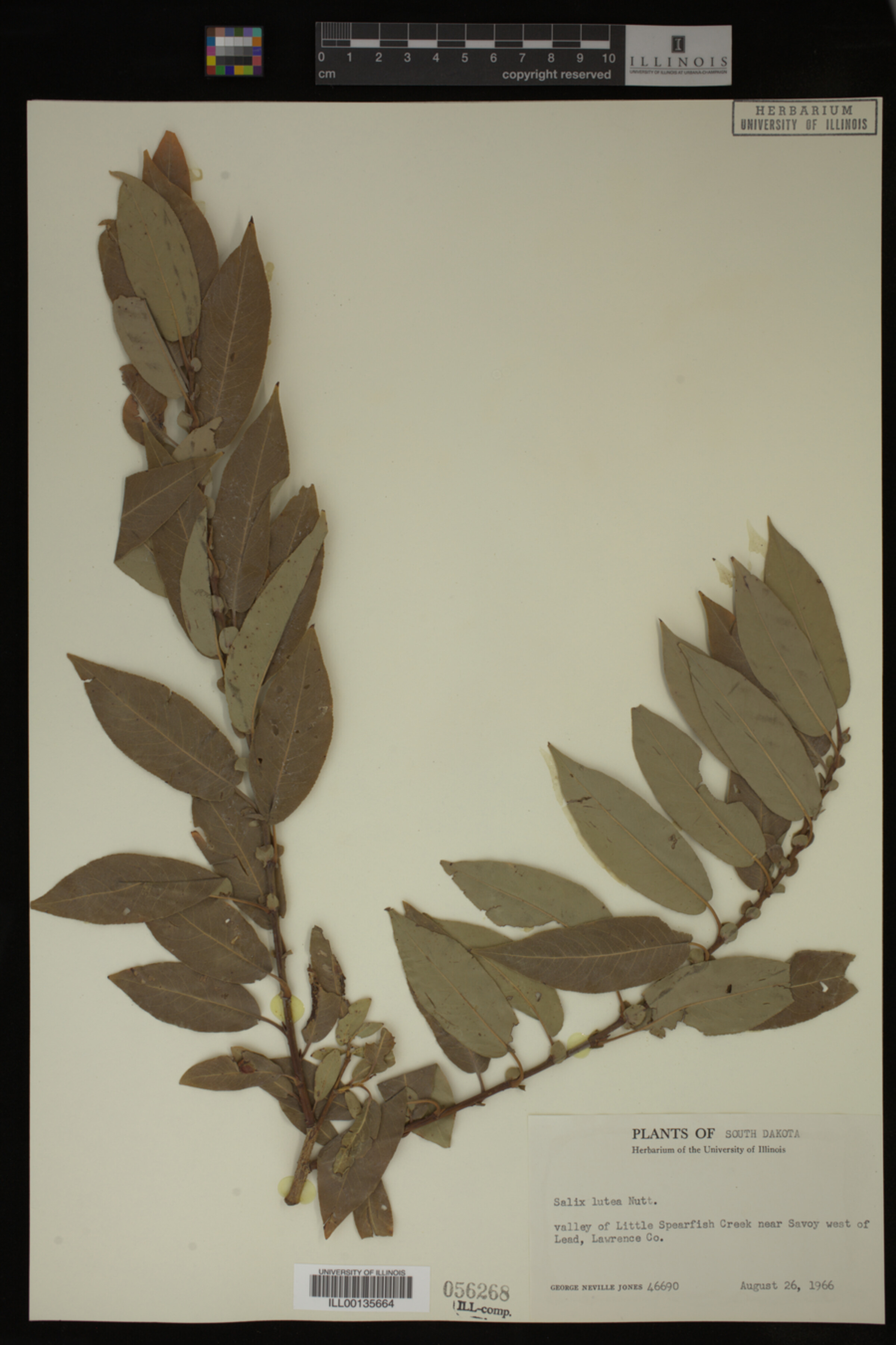 Salix lutea image