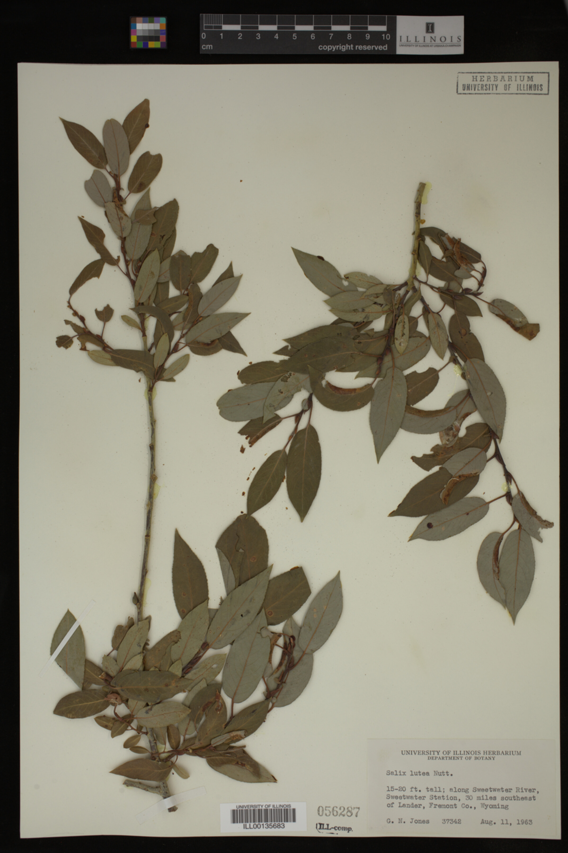 Salix lutea image