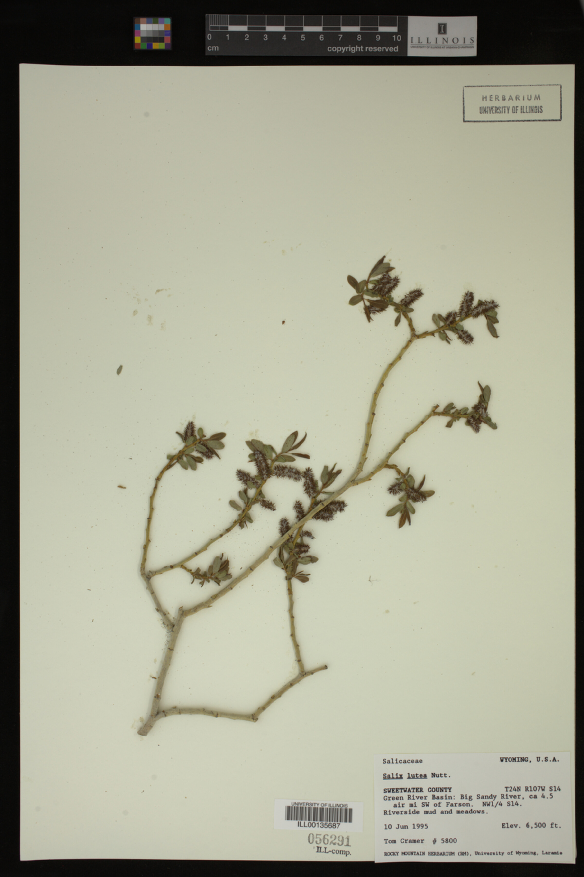 Salix lutea image