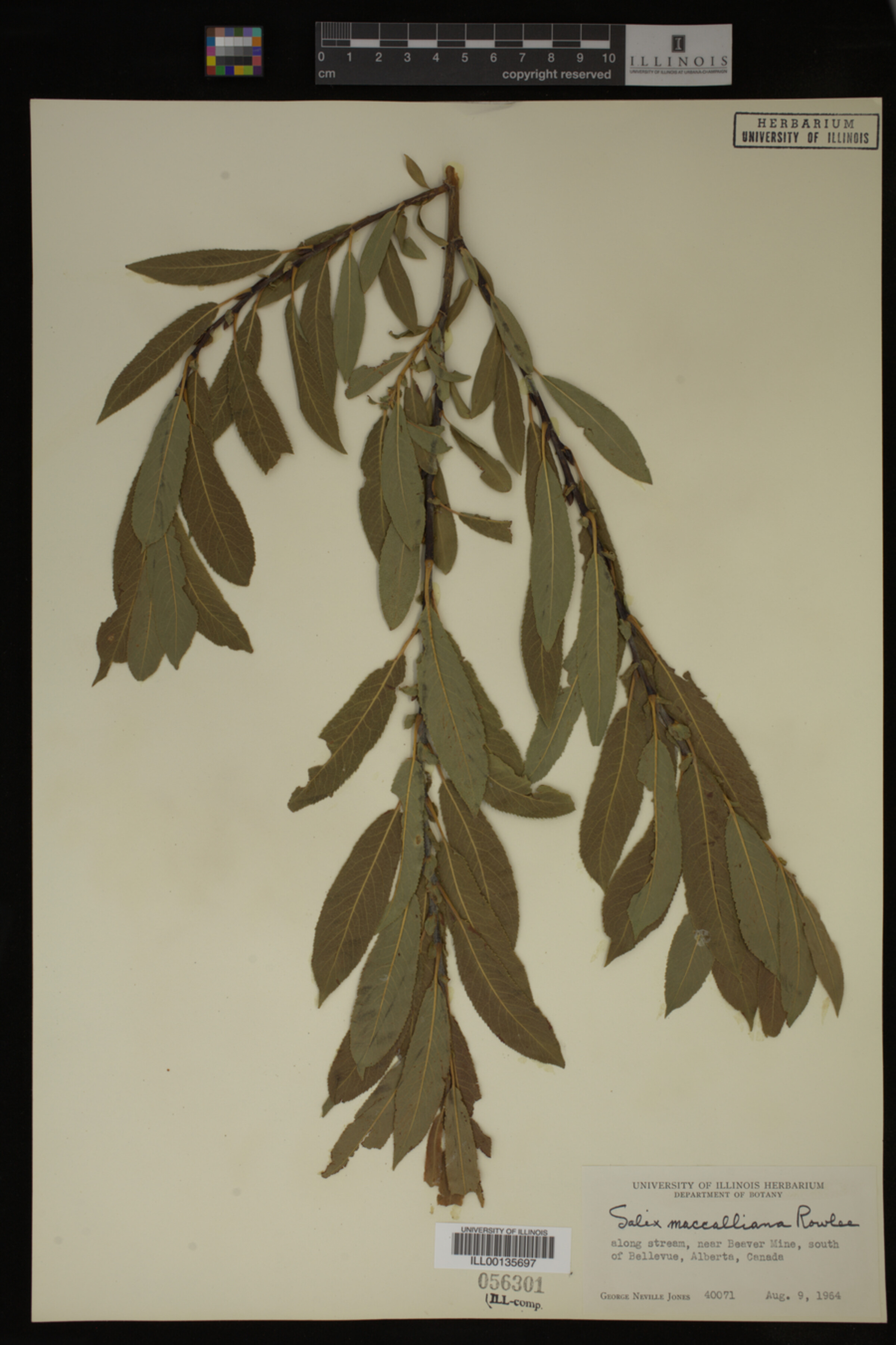 Salix maccalliana image