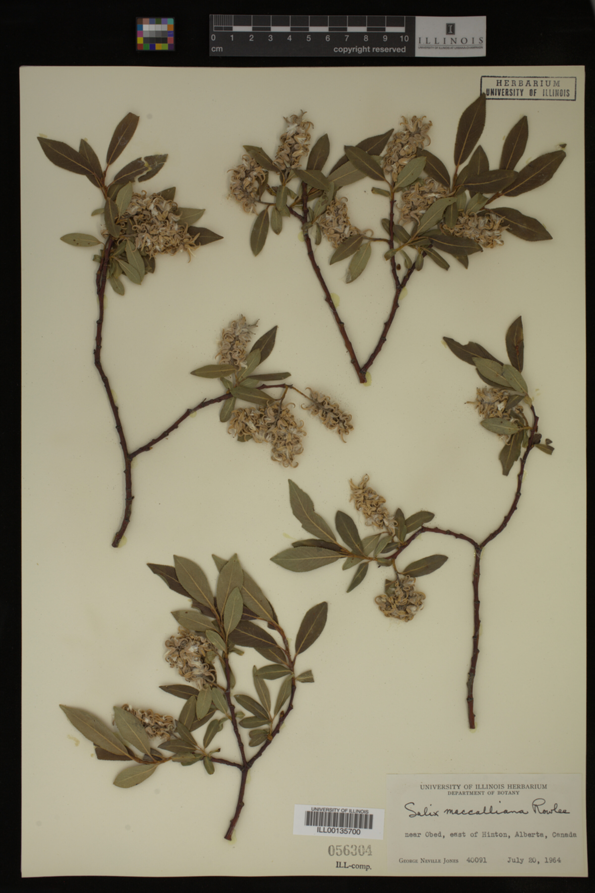 Salix maccalliana image
