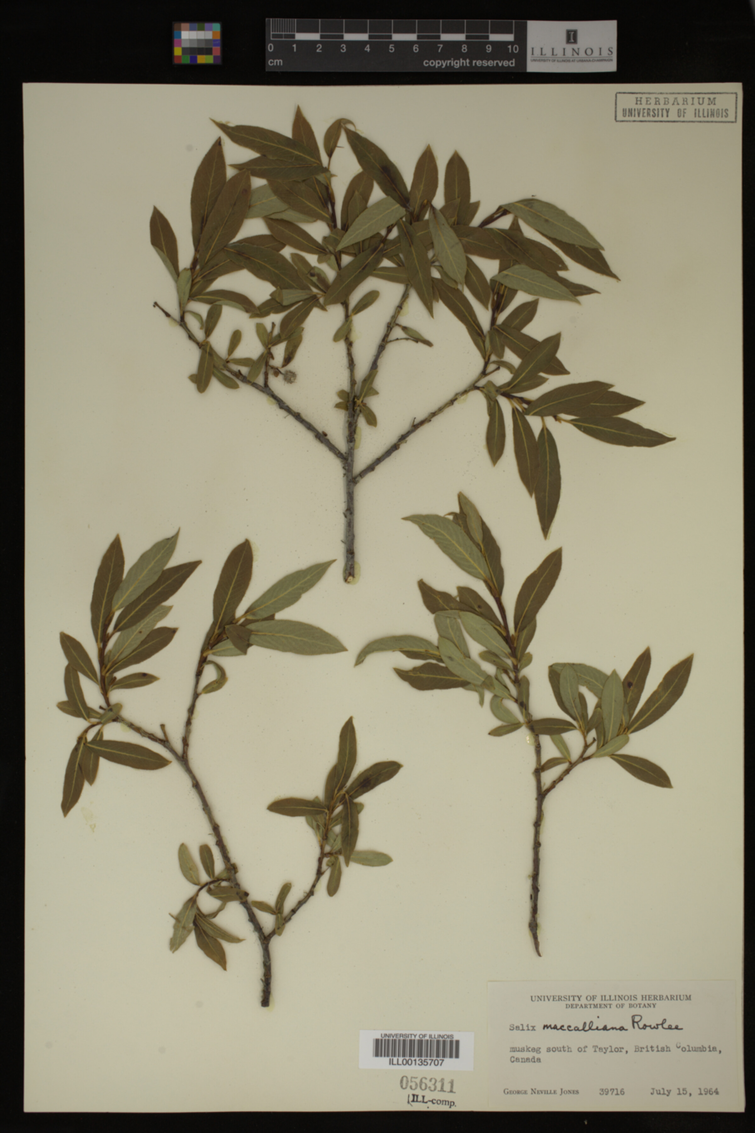 Salix maccalliana image