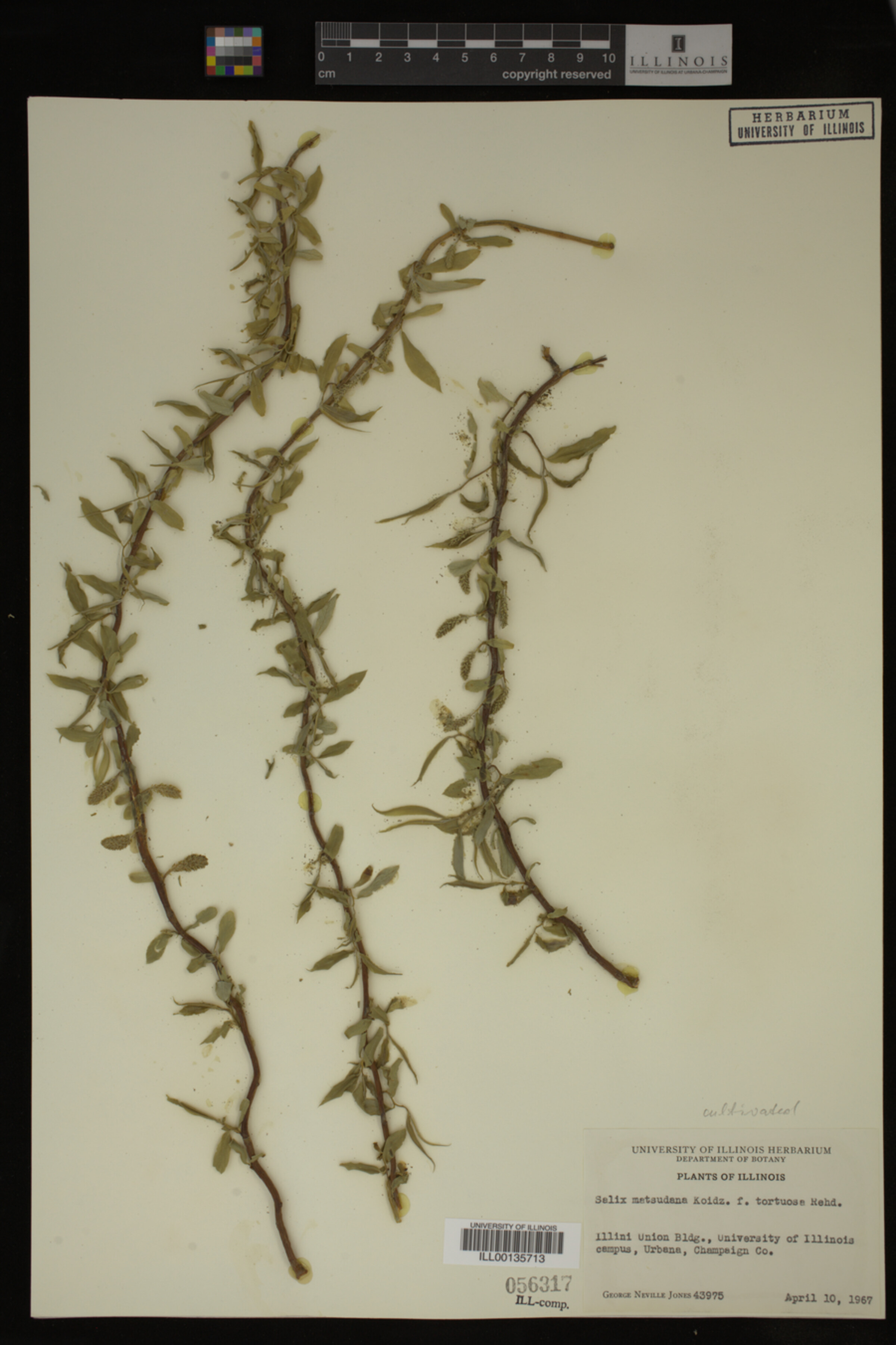 Salix matsudana image