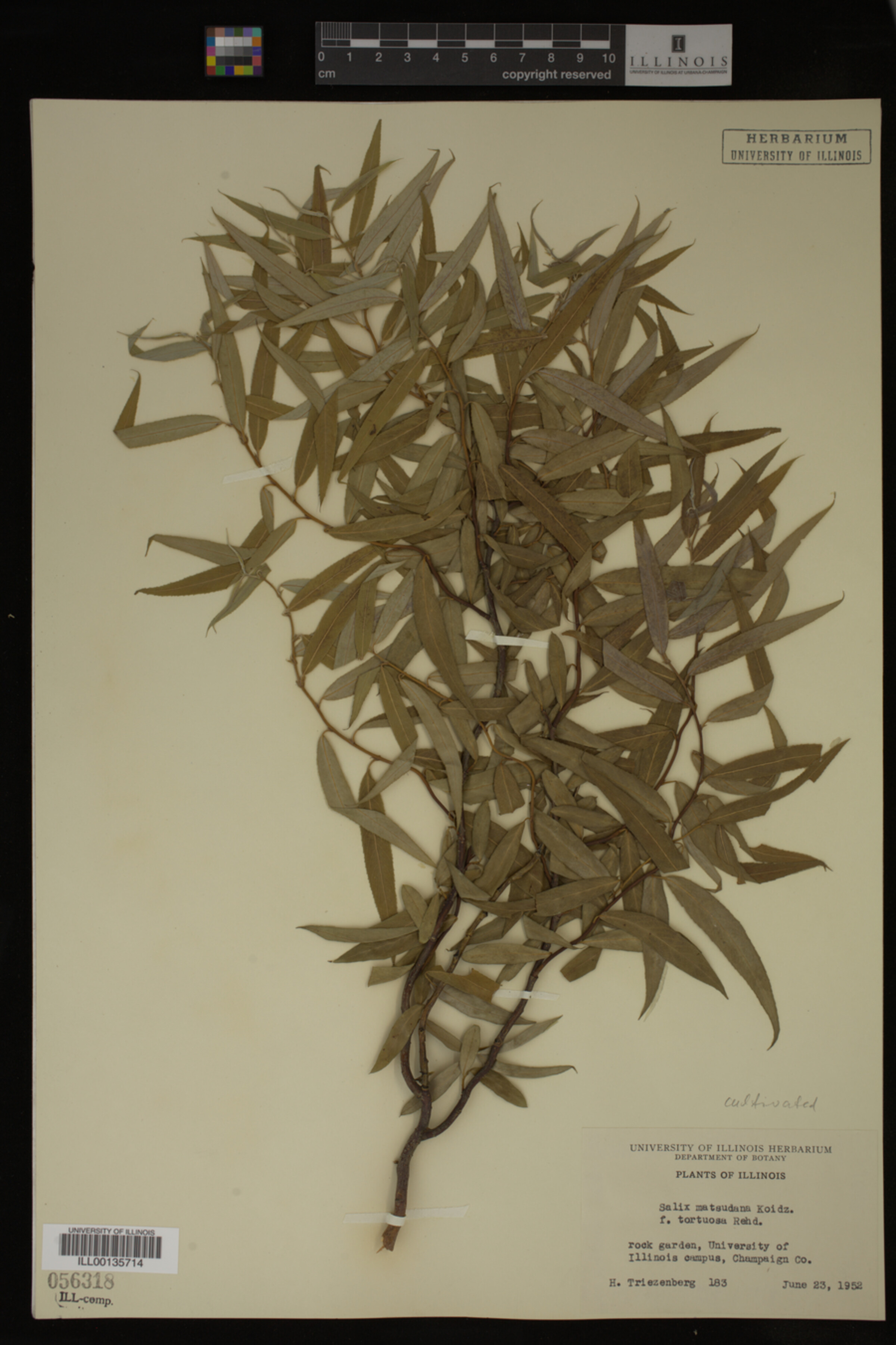 Salix matsudana image