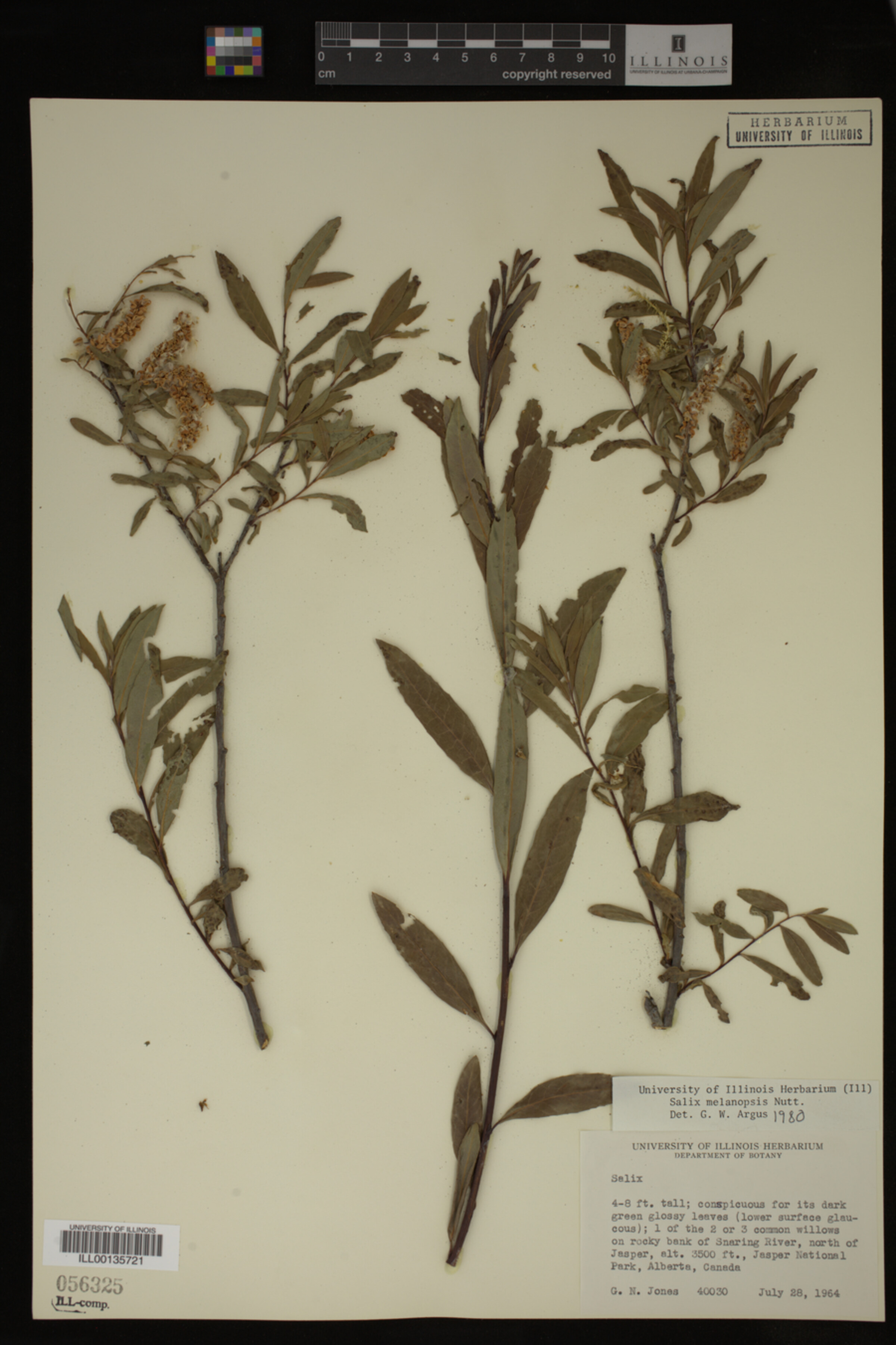 Salix melanopsis image