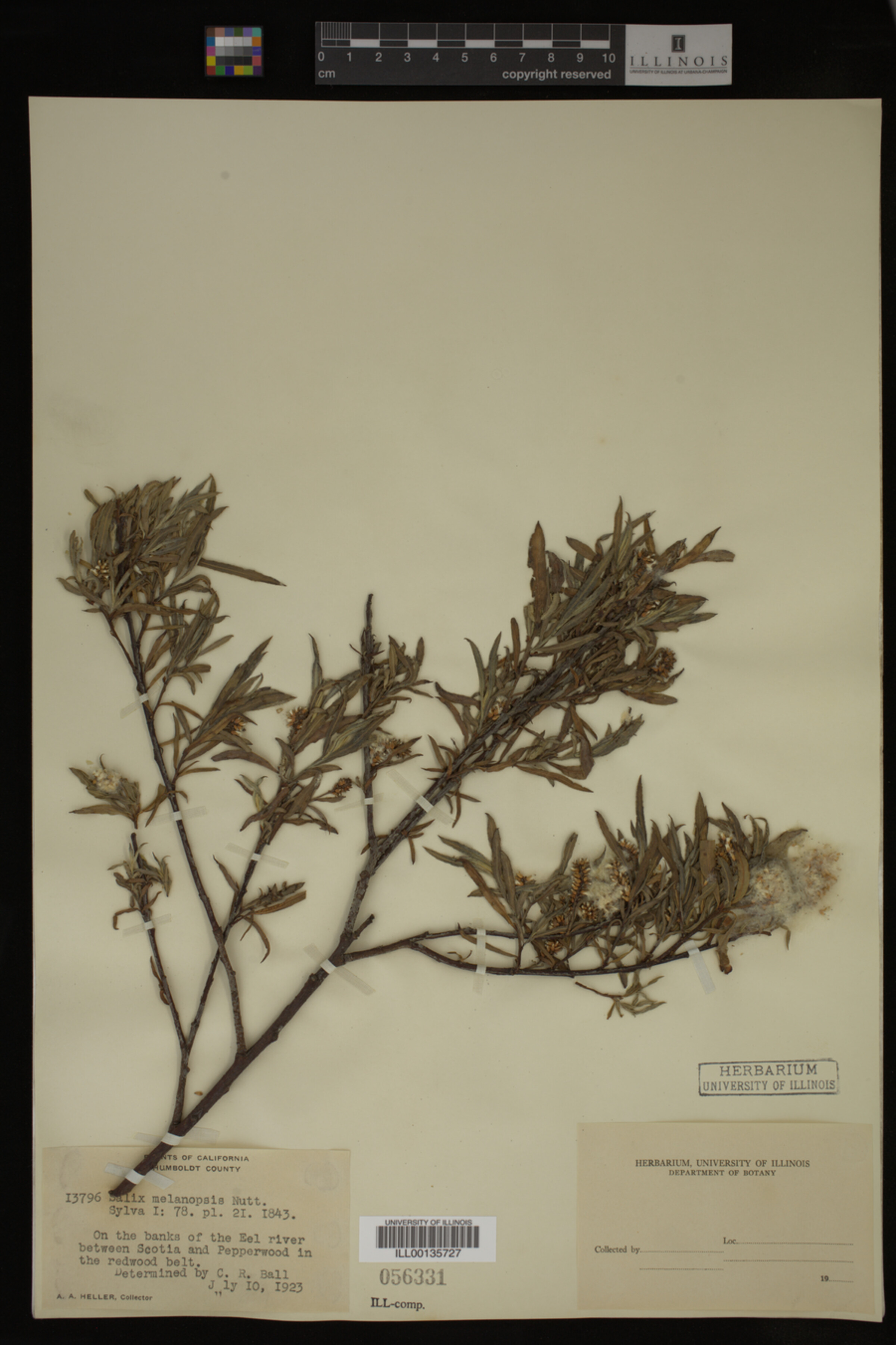 Salix melanopsis image