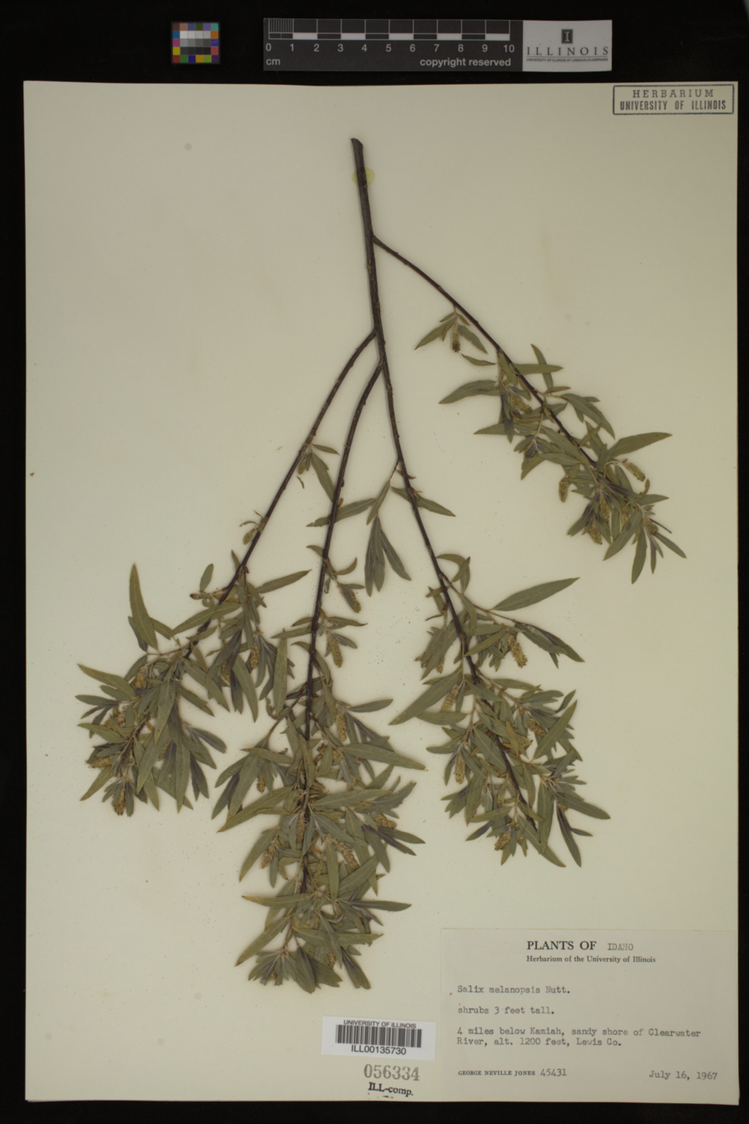 Salix melanopsis image