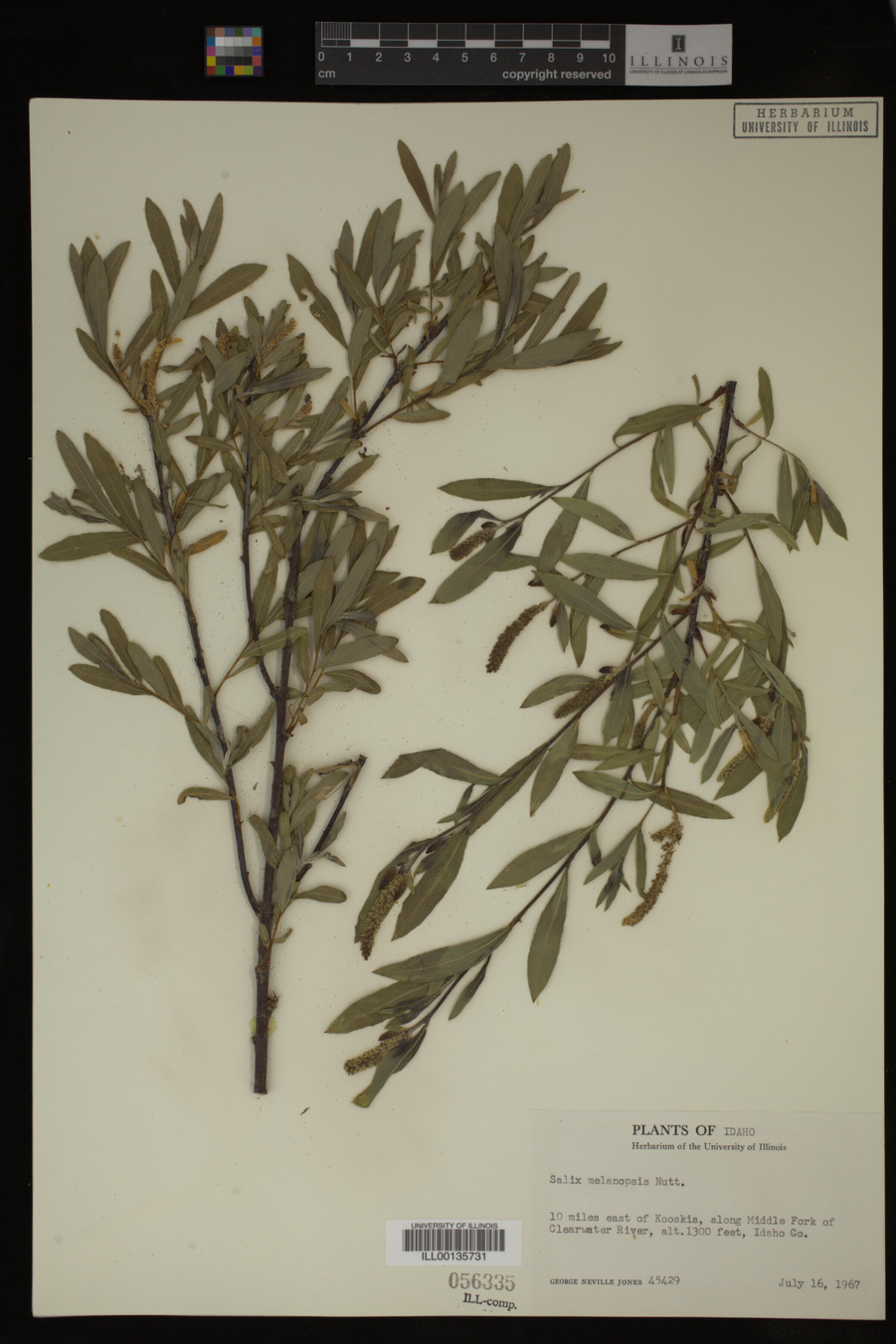 Salix melanopsis image