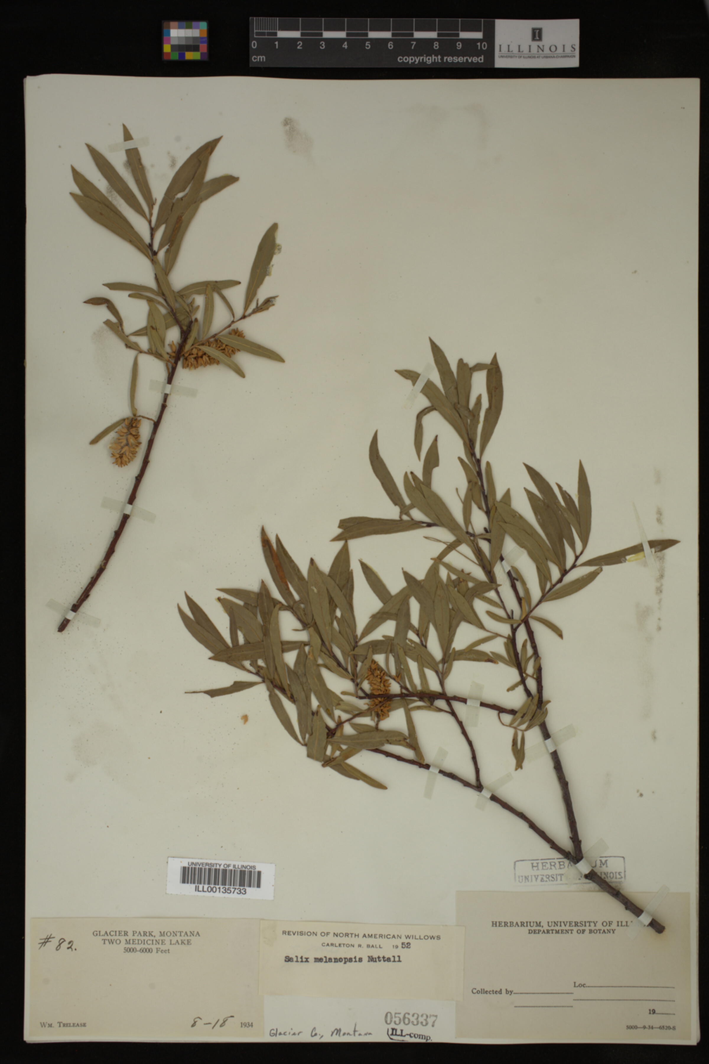 Salix melanopsis image