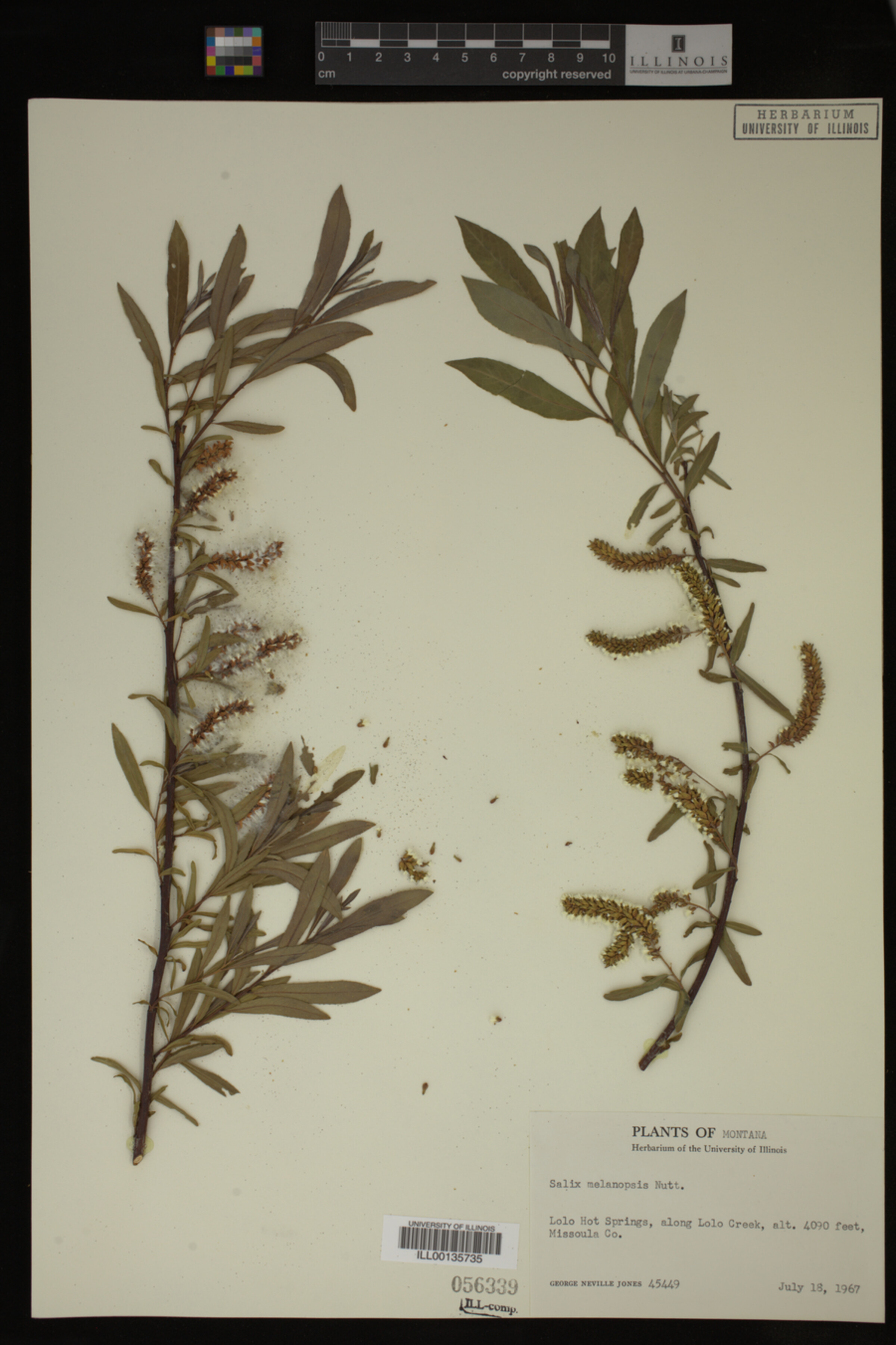 Salix melanopsis image