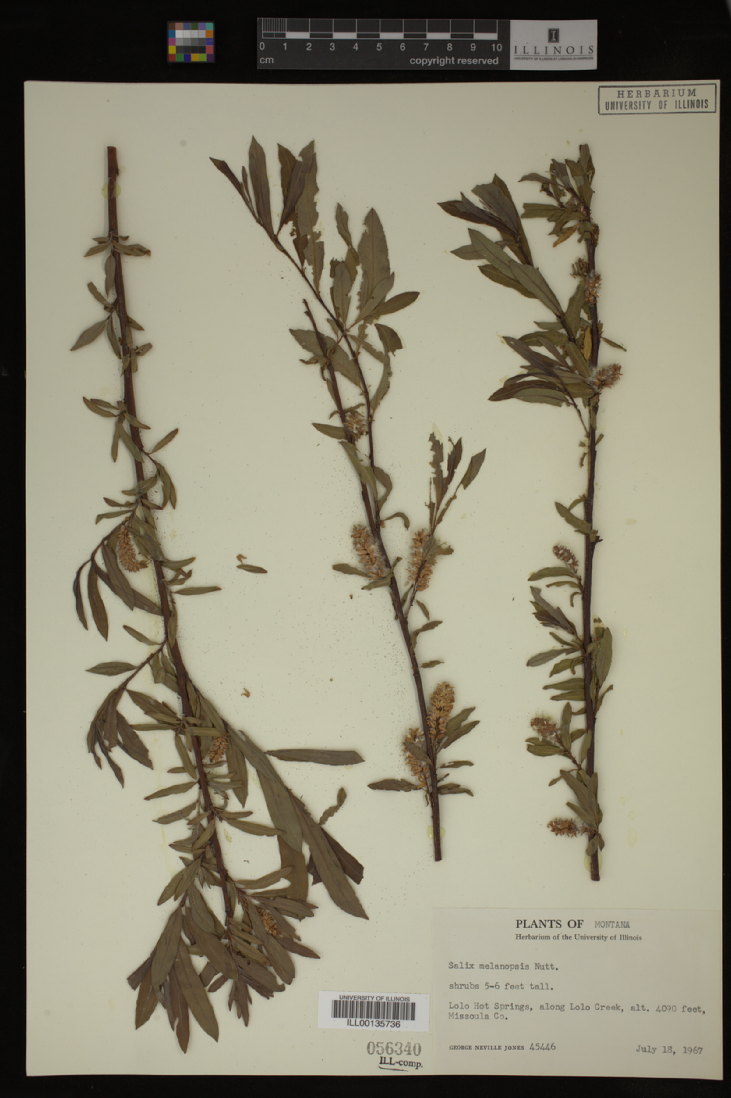 Salix melanopsis image
