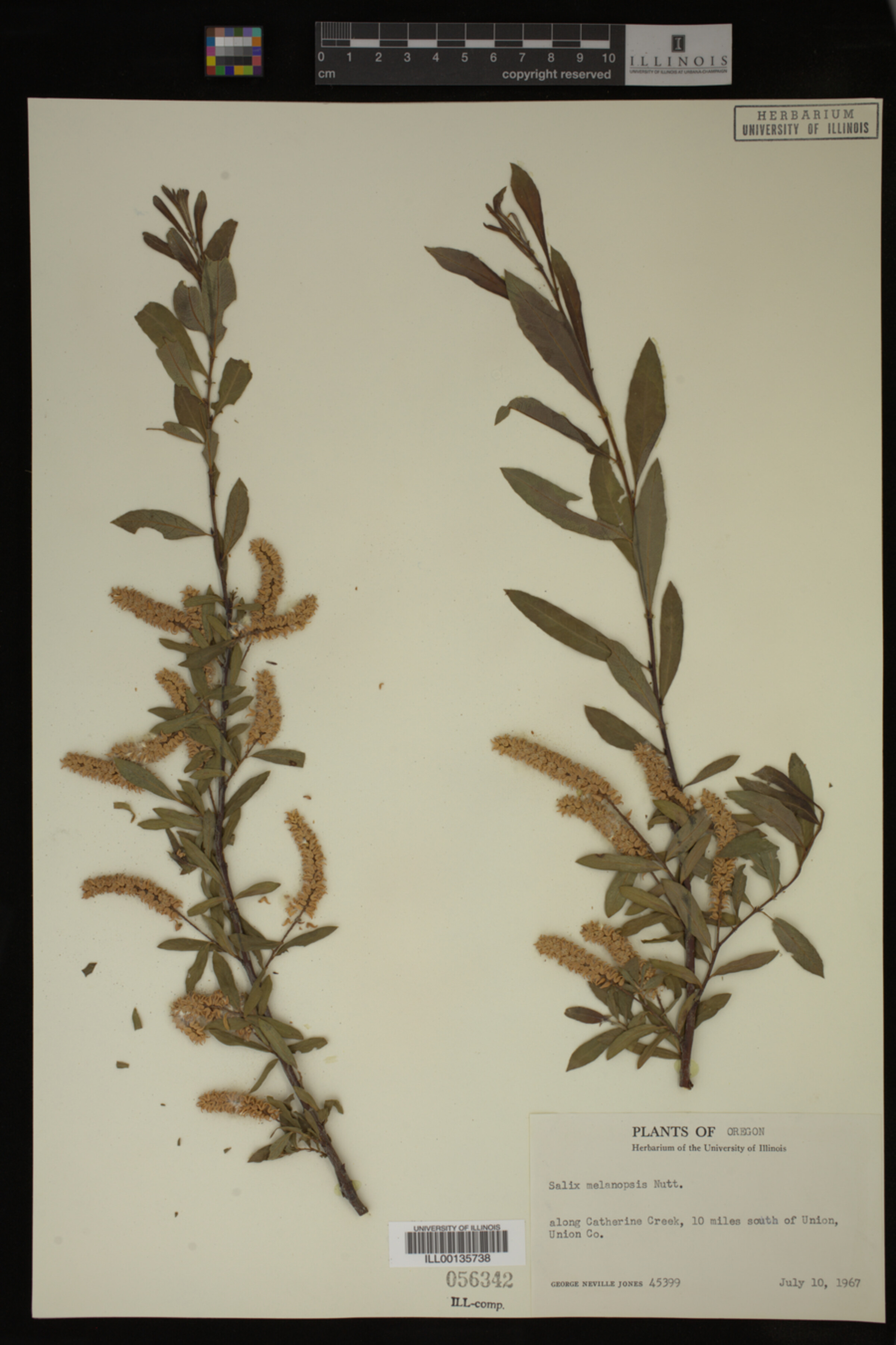 Salix melanopsis image