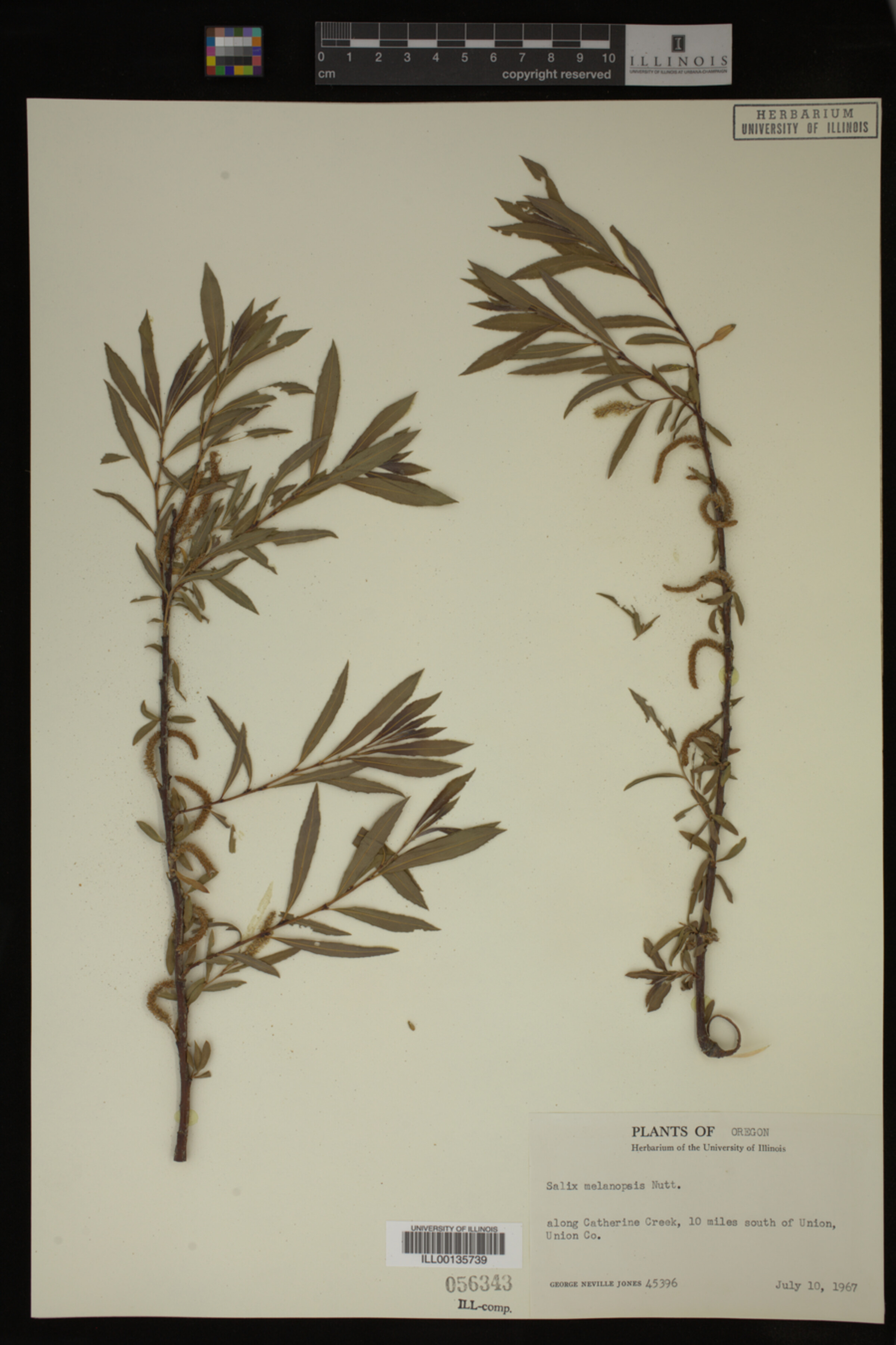 Salix melanopsis image