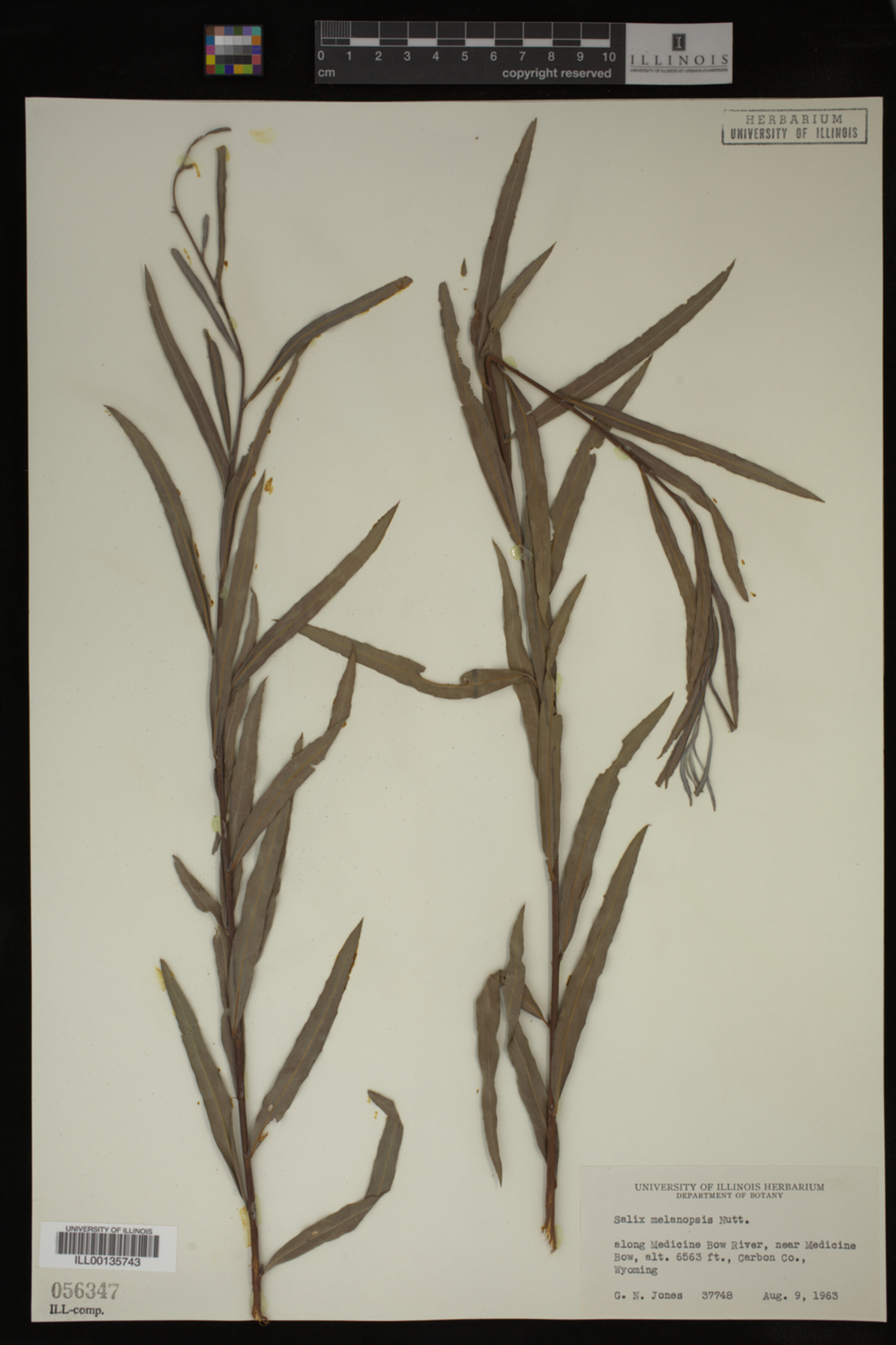 Salix melanopsis image