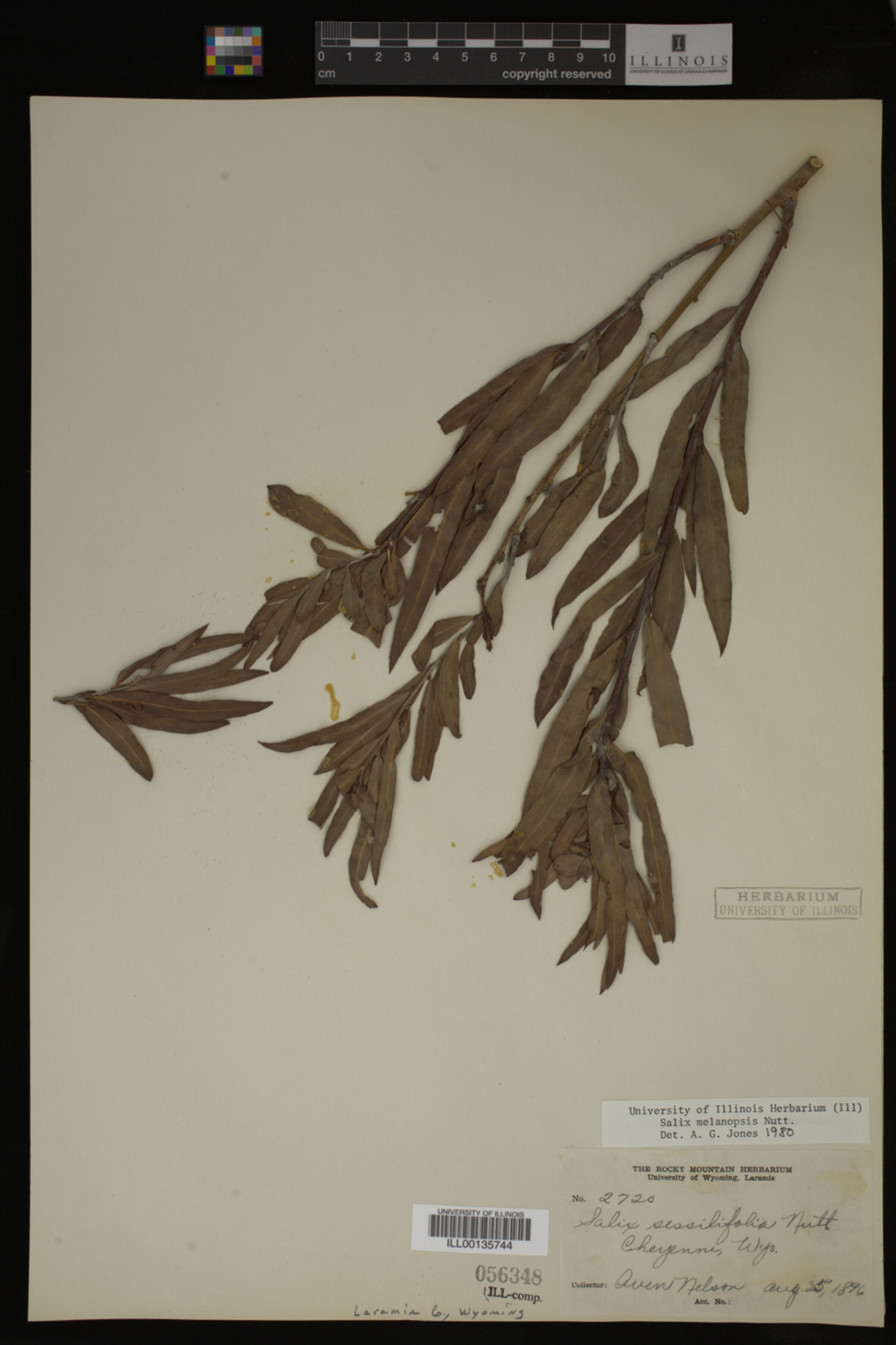 Salix melanopsis image