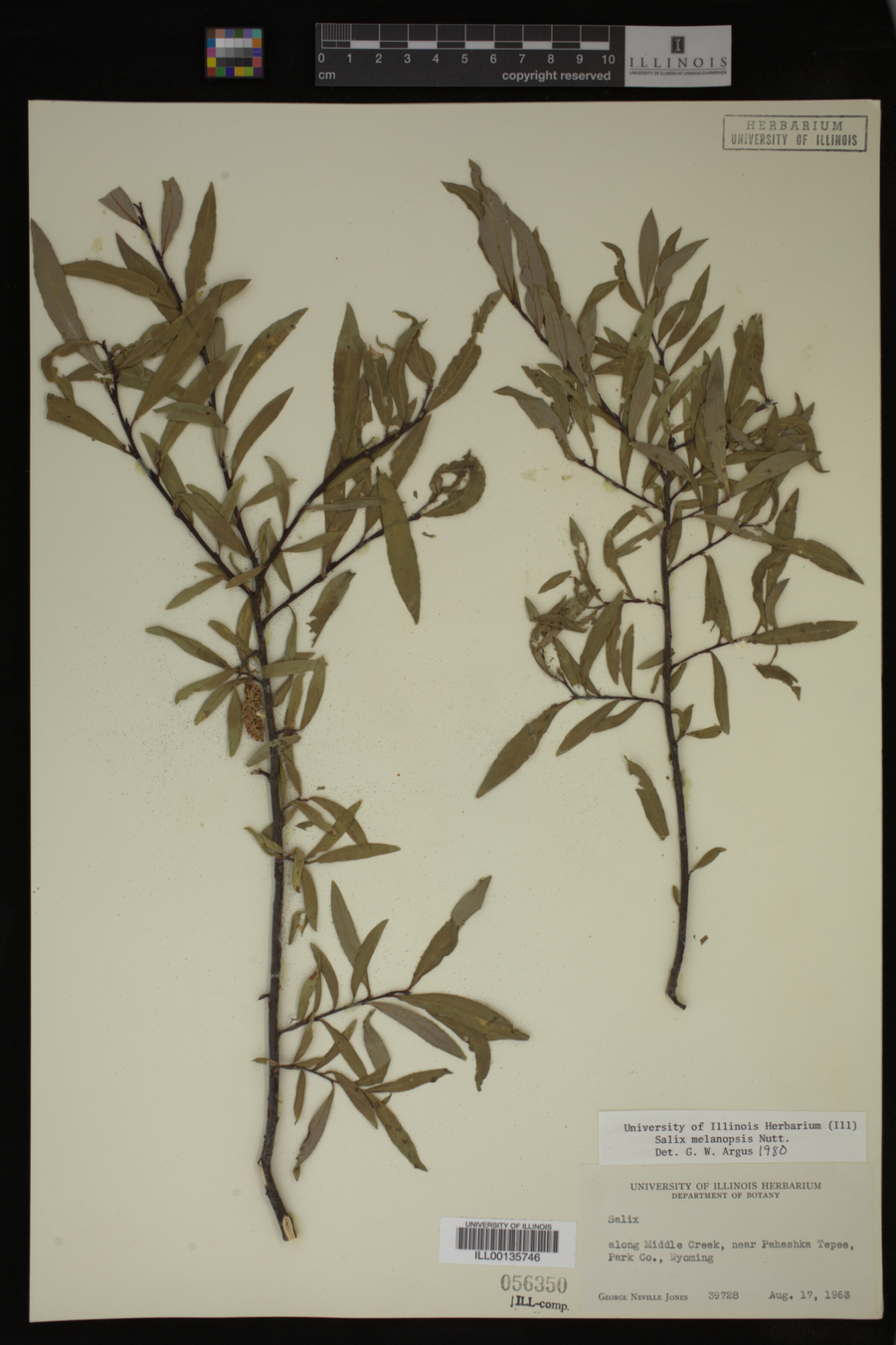 Salix melanopsis image