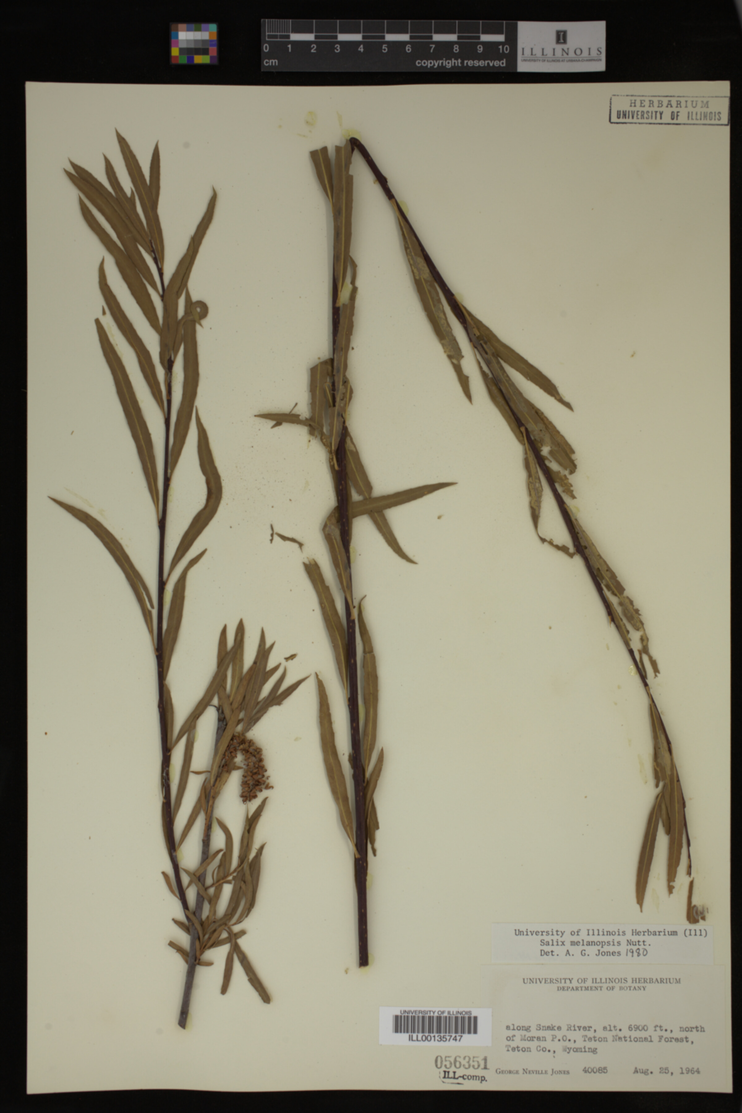 Salix melanopsis image