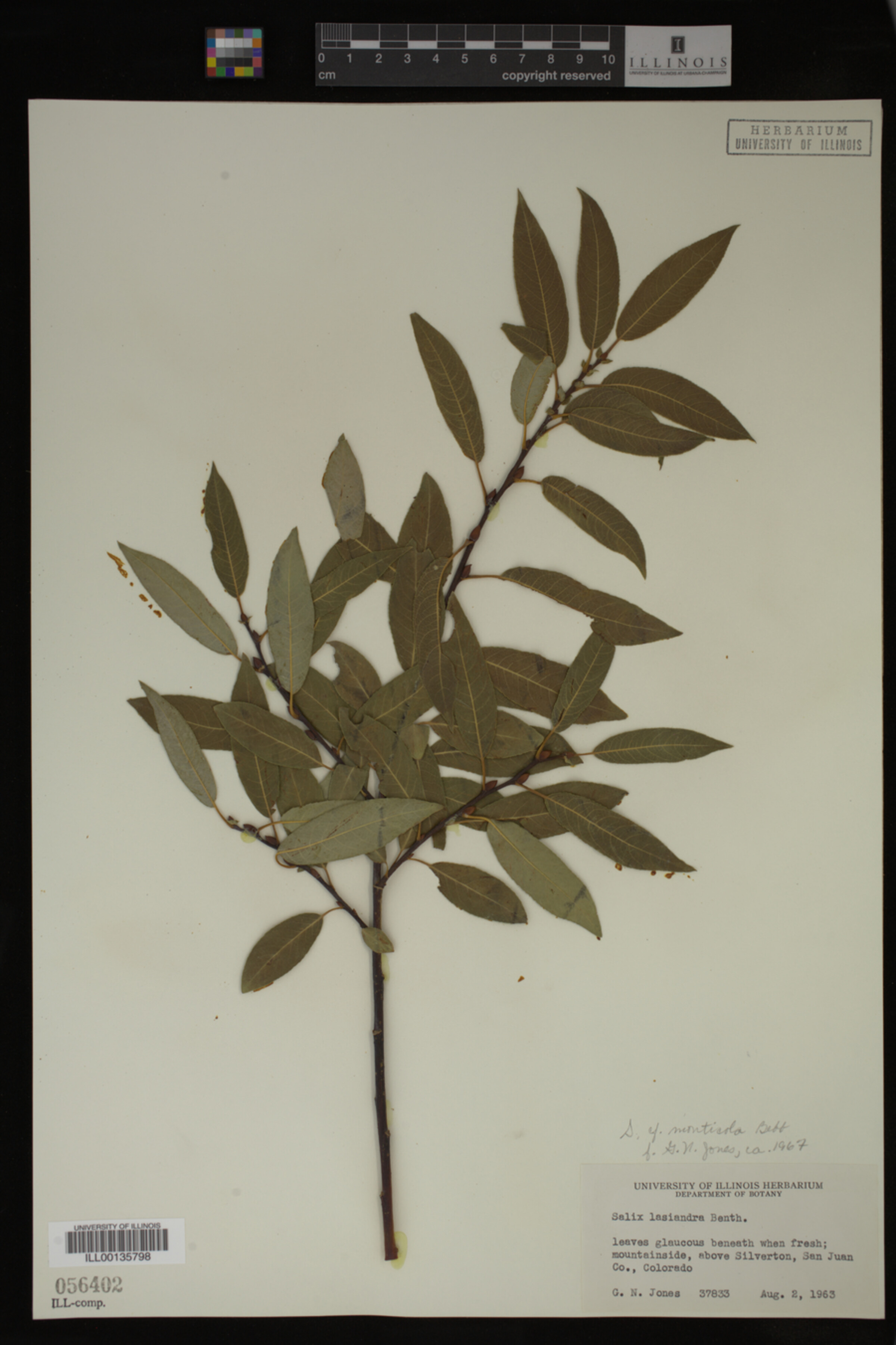 Salix monticola image