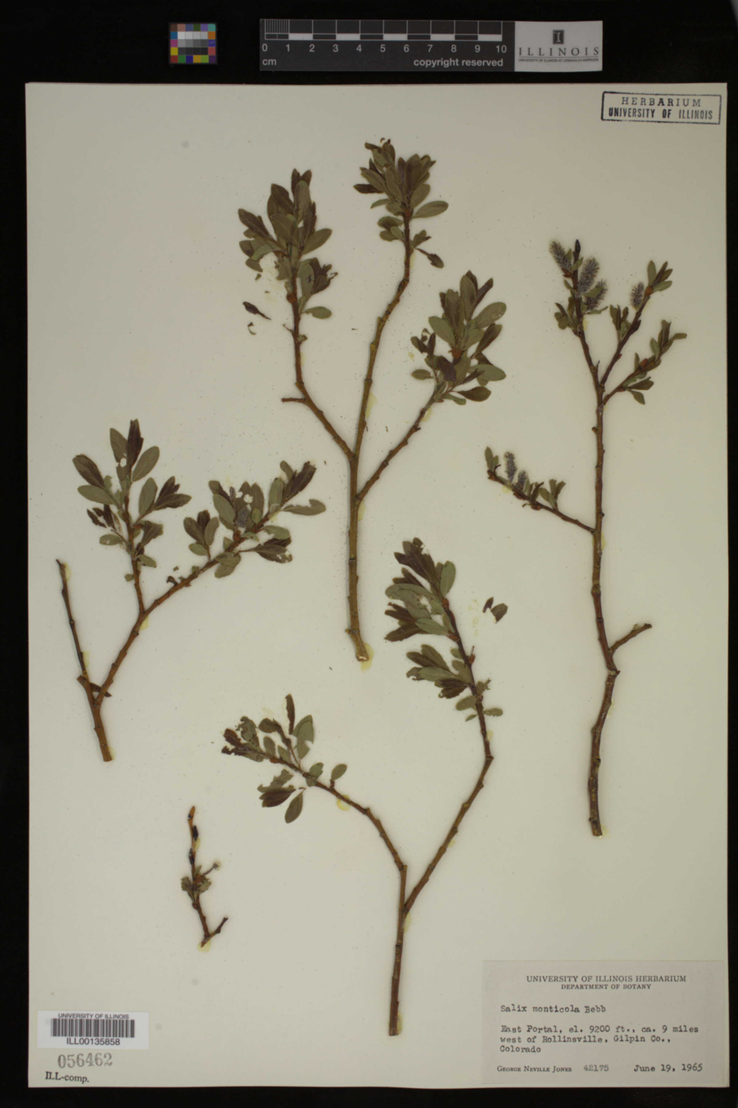 Salix monticola image