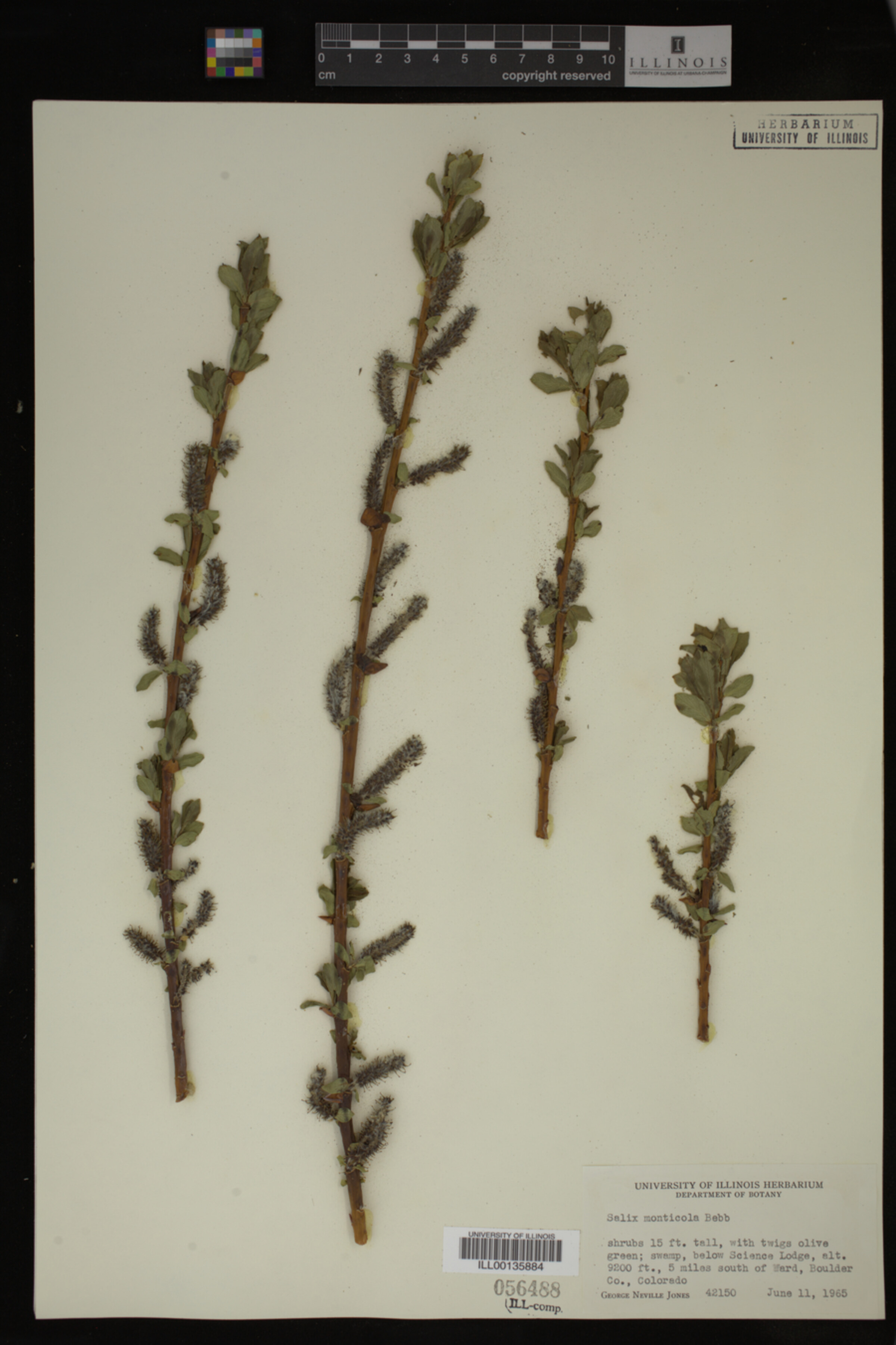 Salix monticola image