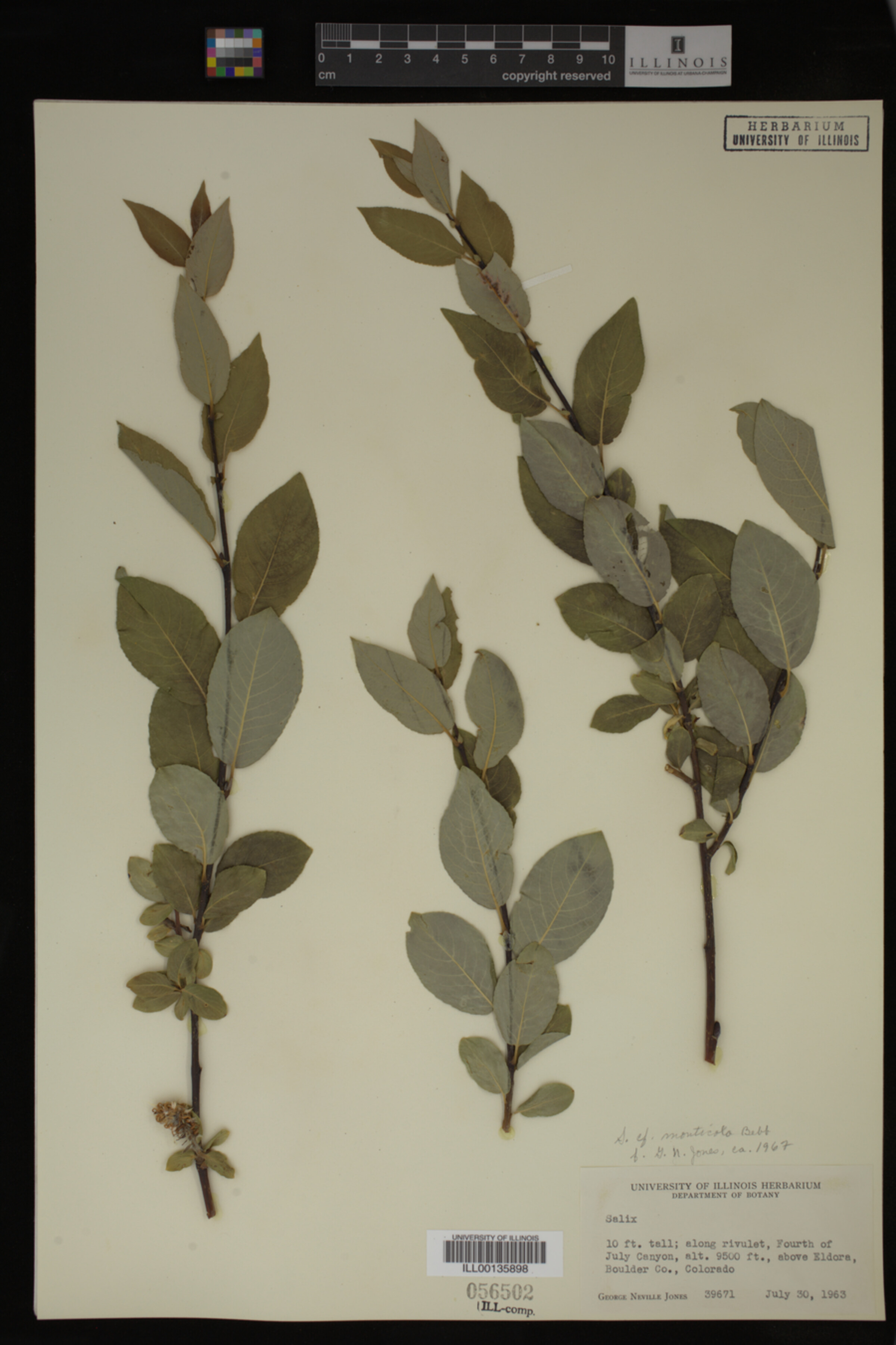 Salix monticola image