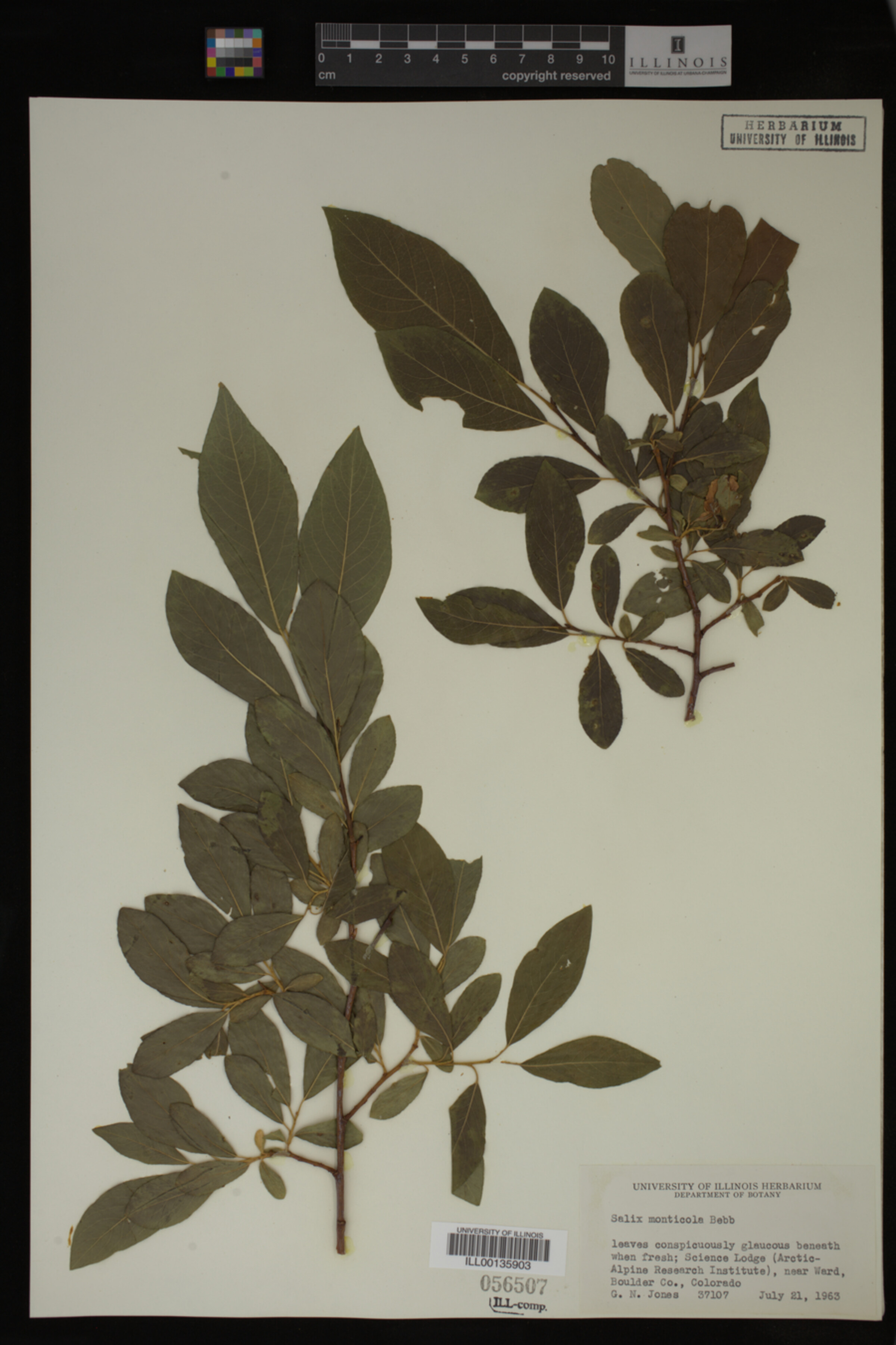 Salix monticola image