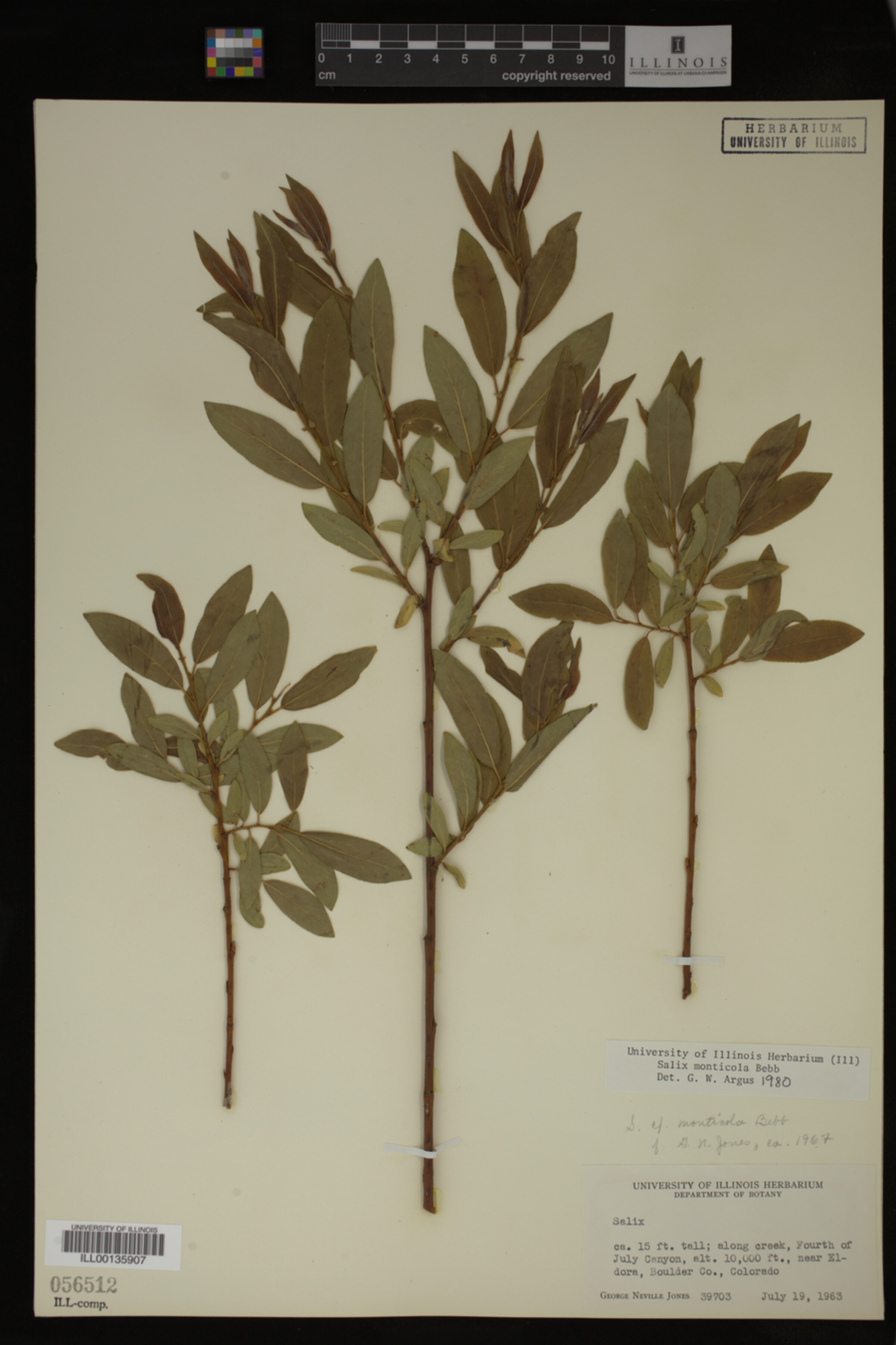 Salix monticola image
