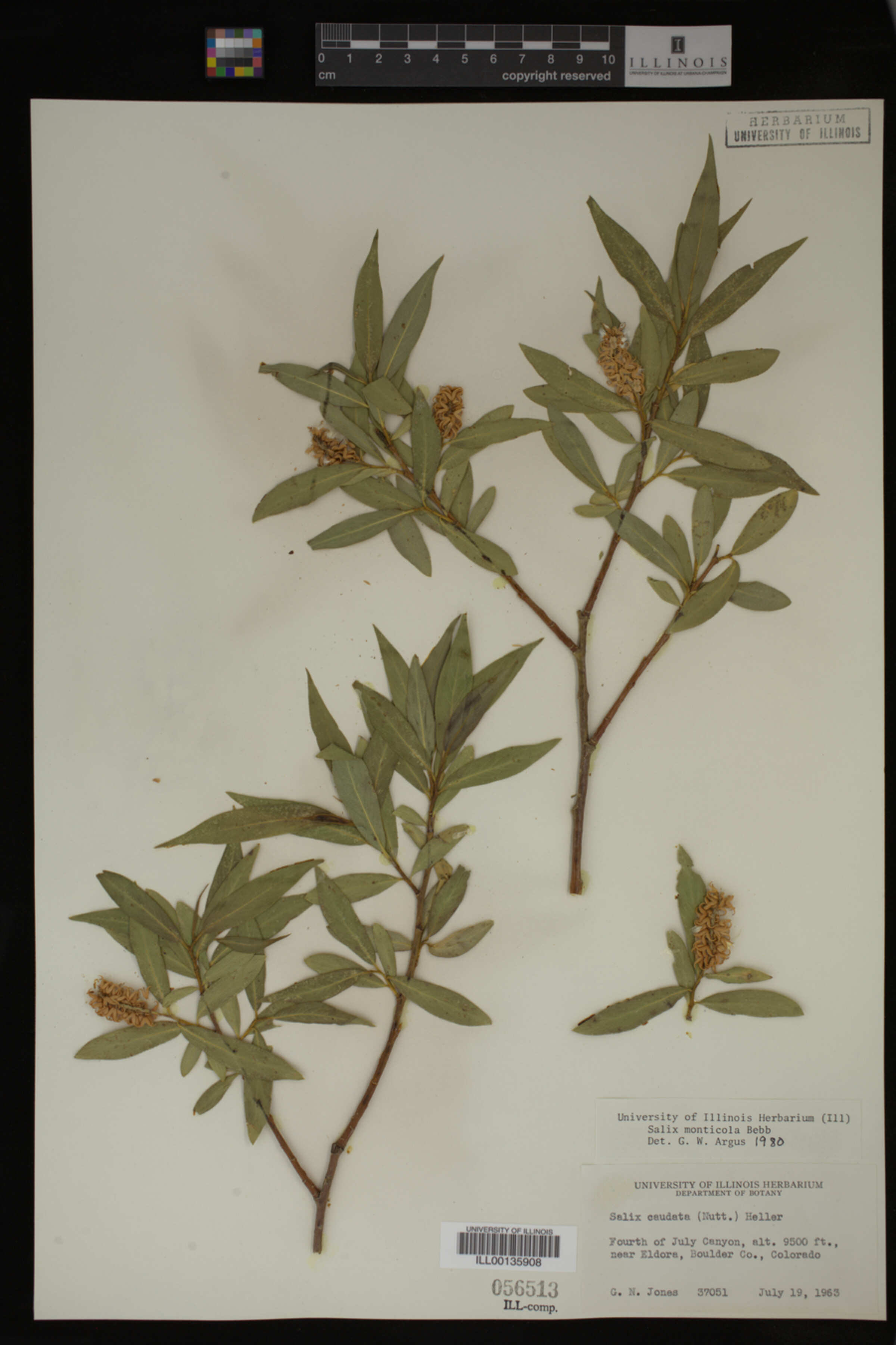 Salix monticola image