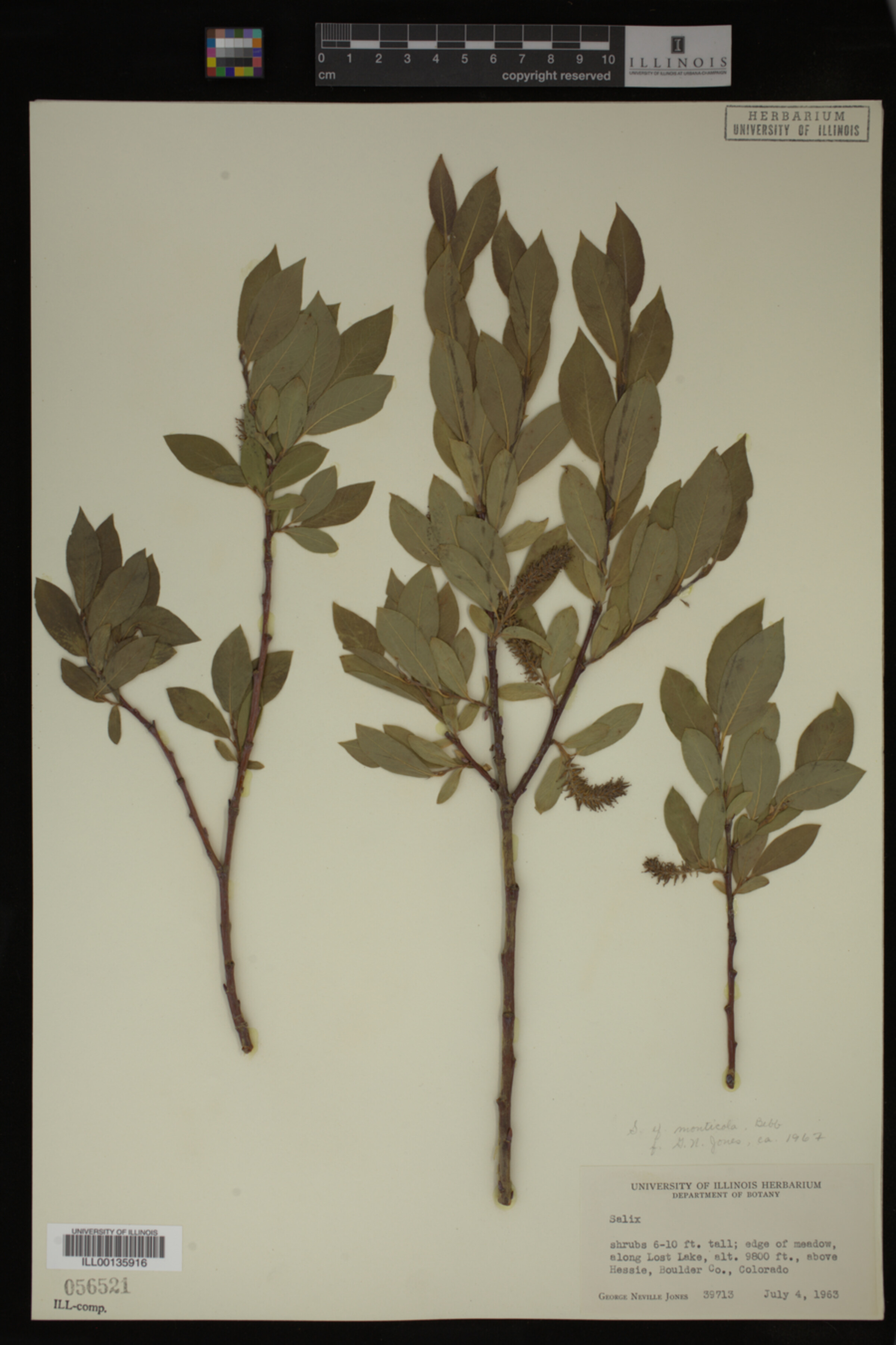 Salix monticola image