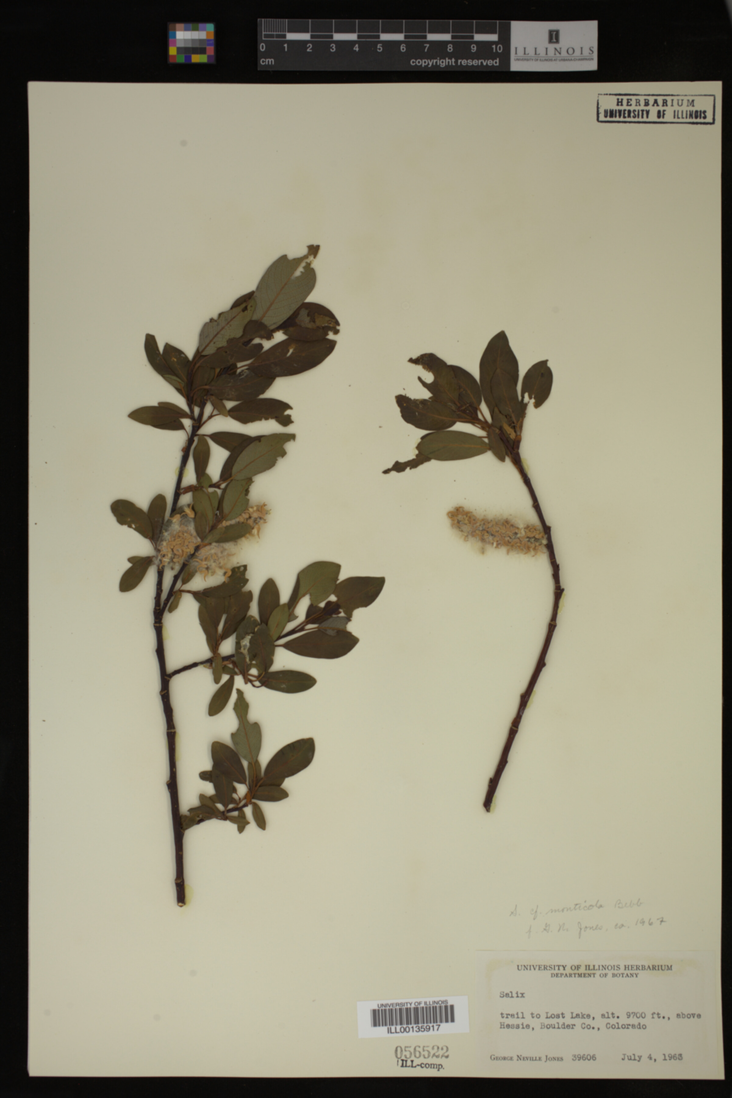 Salix monticola image