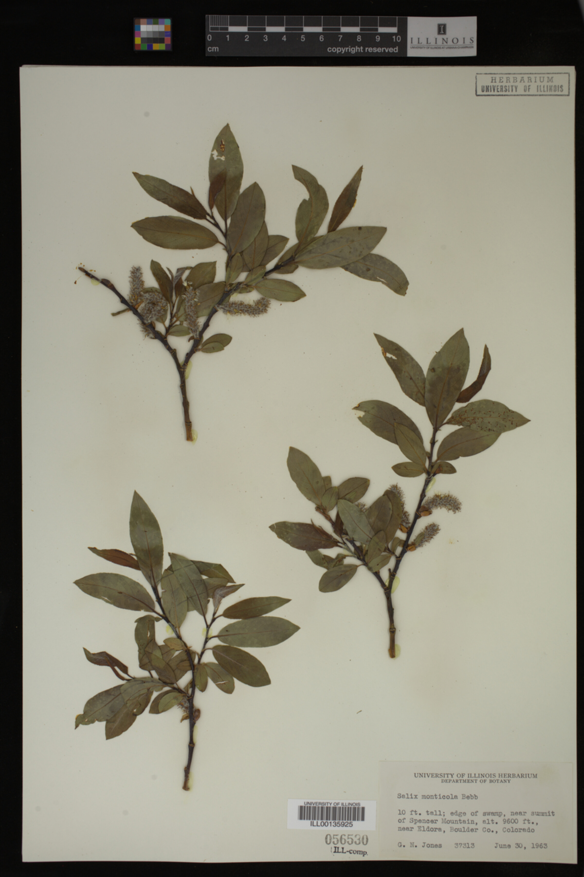 Salix monticola image