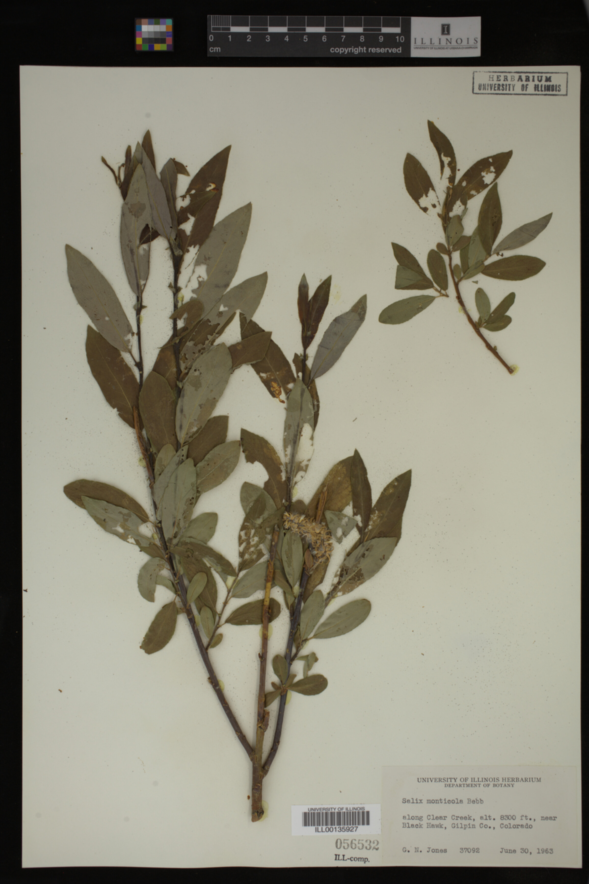 Salix monticola image