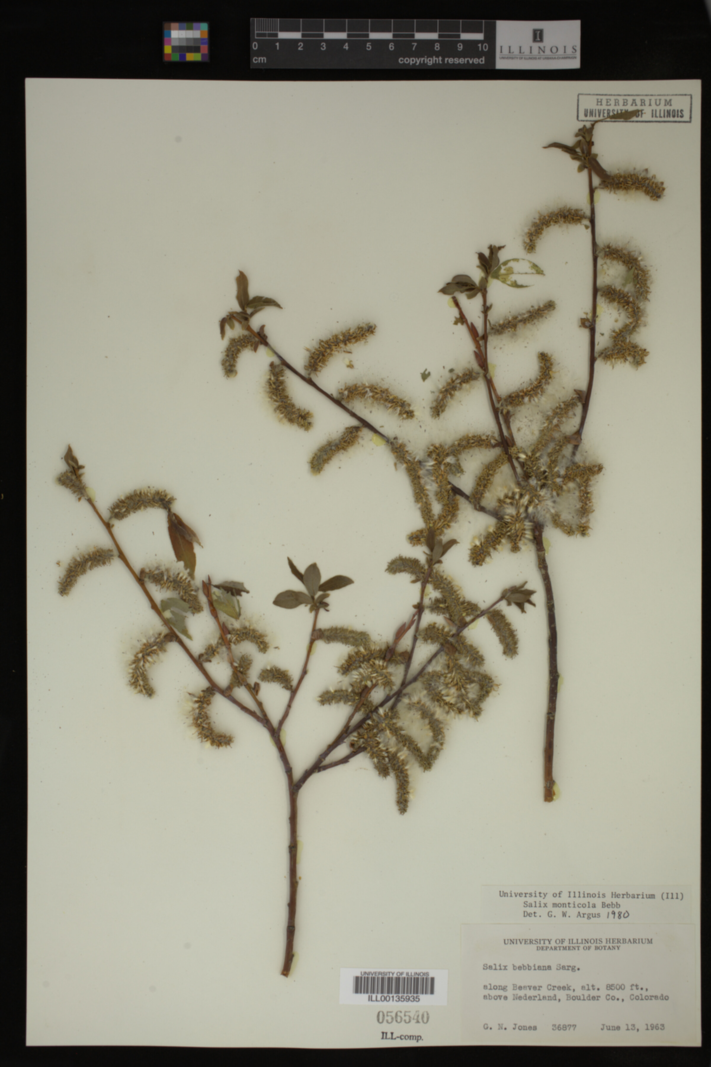 Salix monticola image