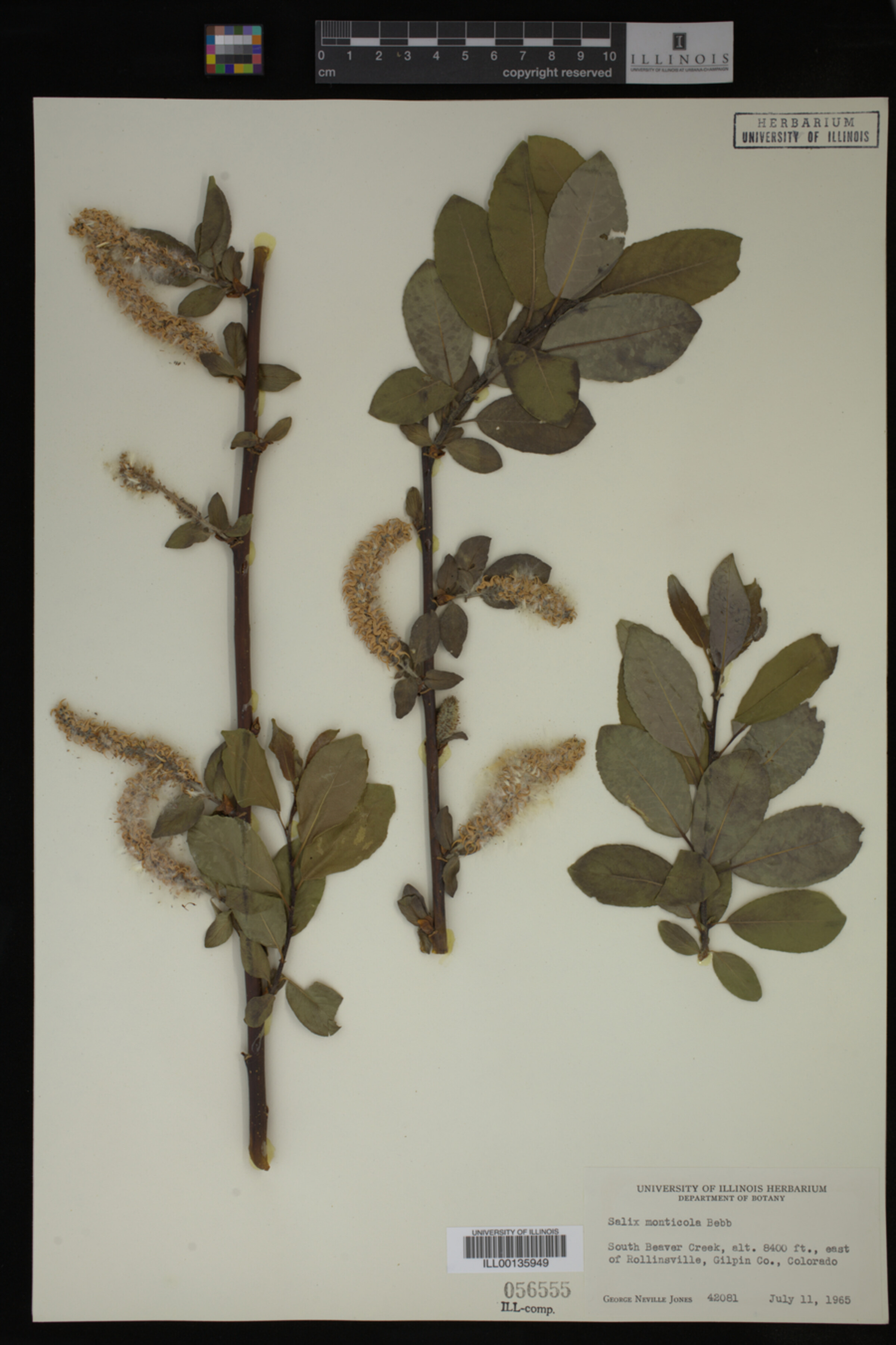 Salix monticola image