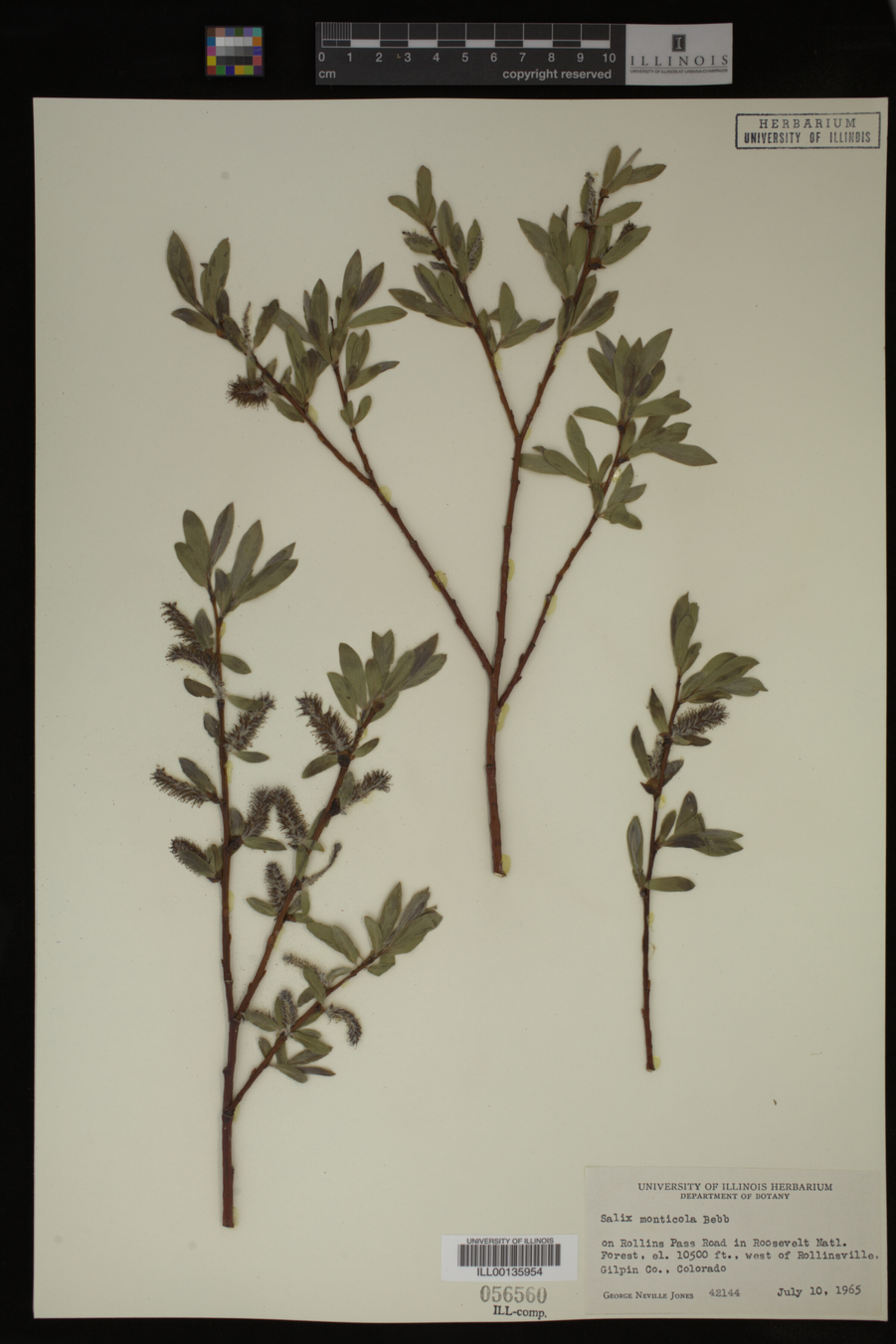 Salix monticola image