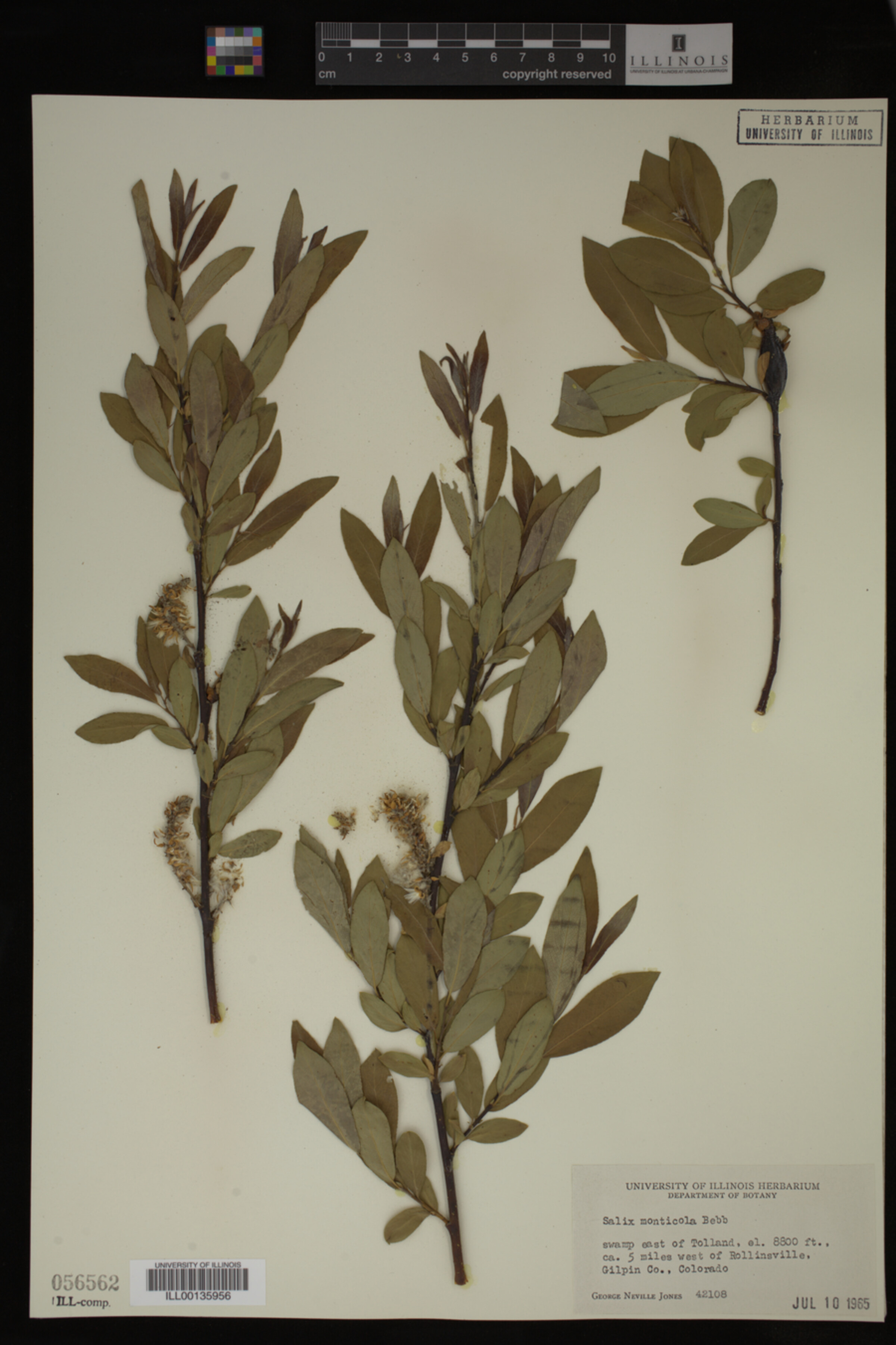 Salix monticola image