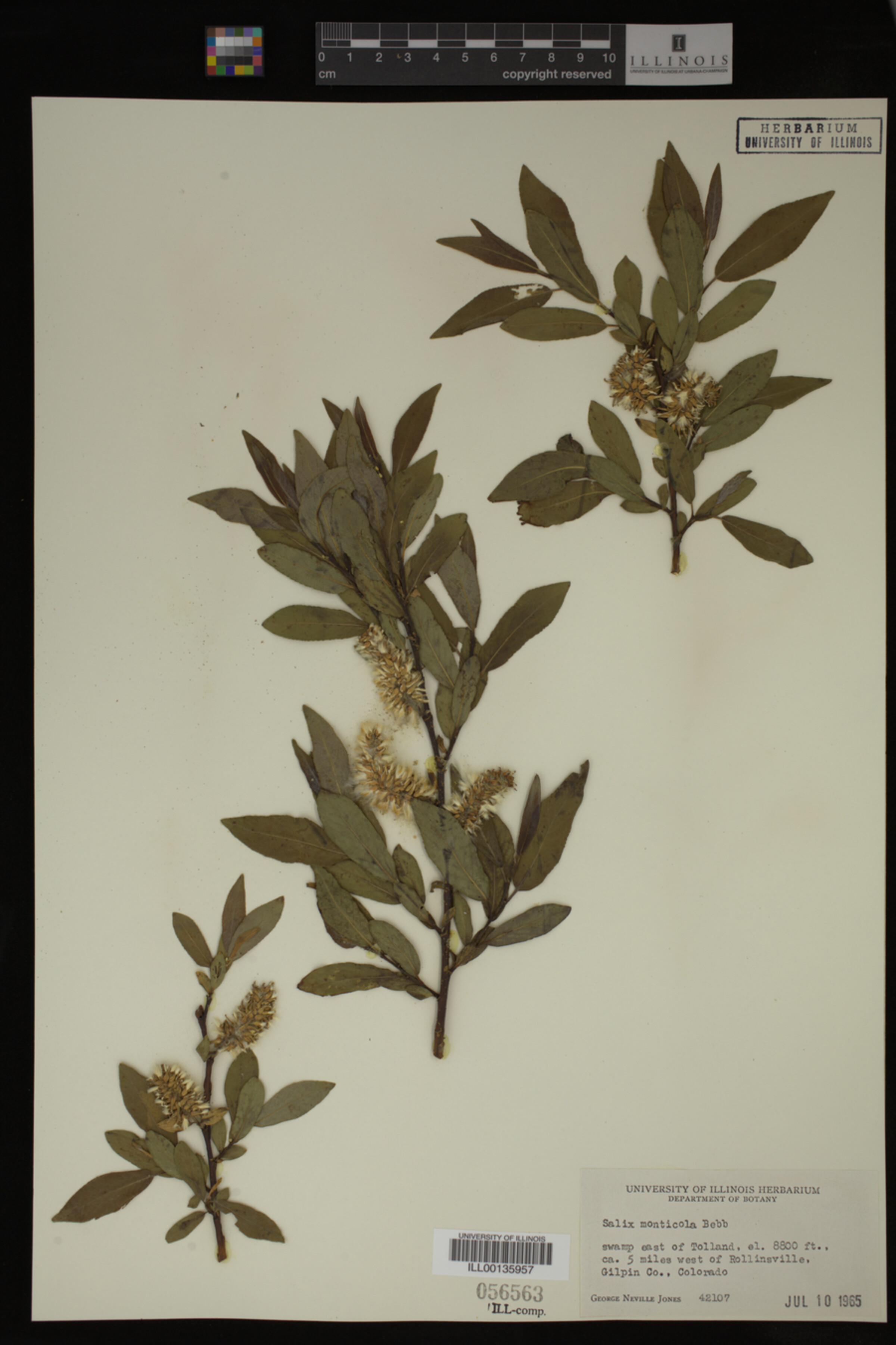 Salix monticola image