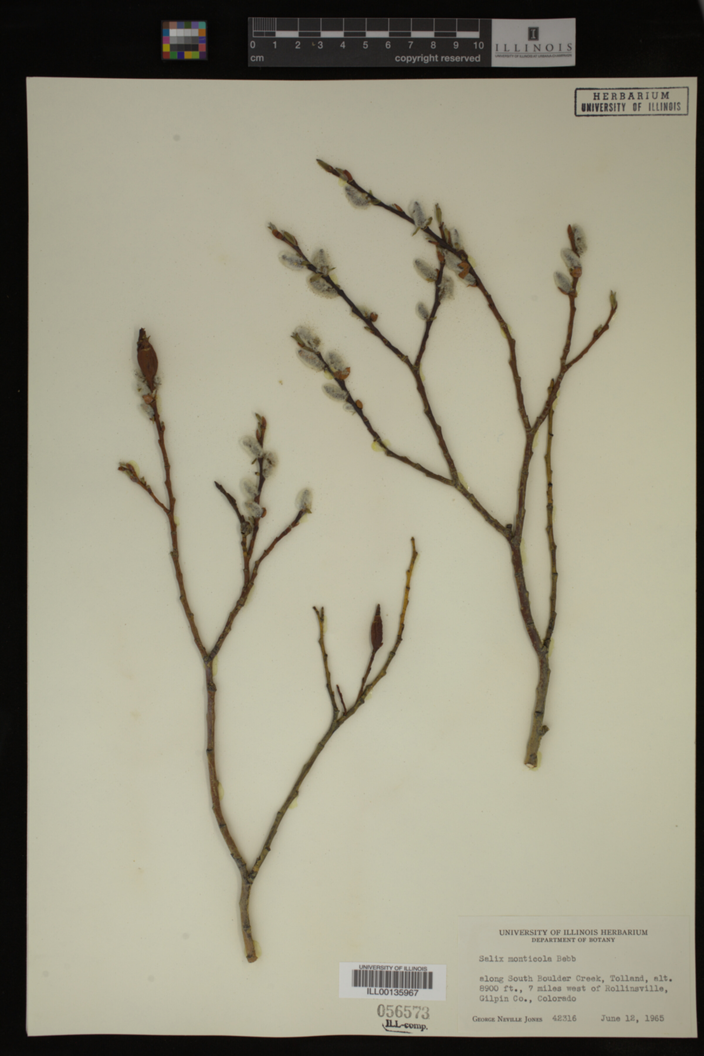 Salix monticola image