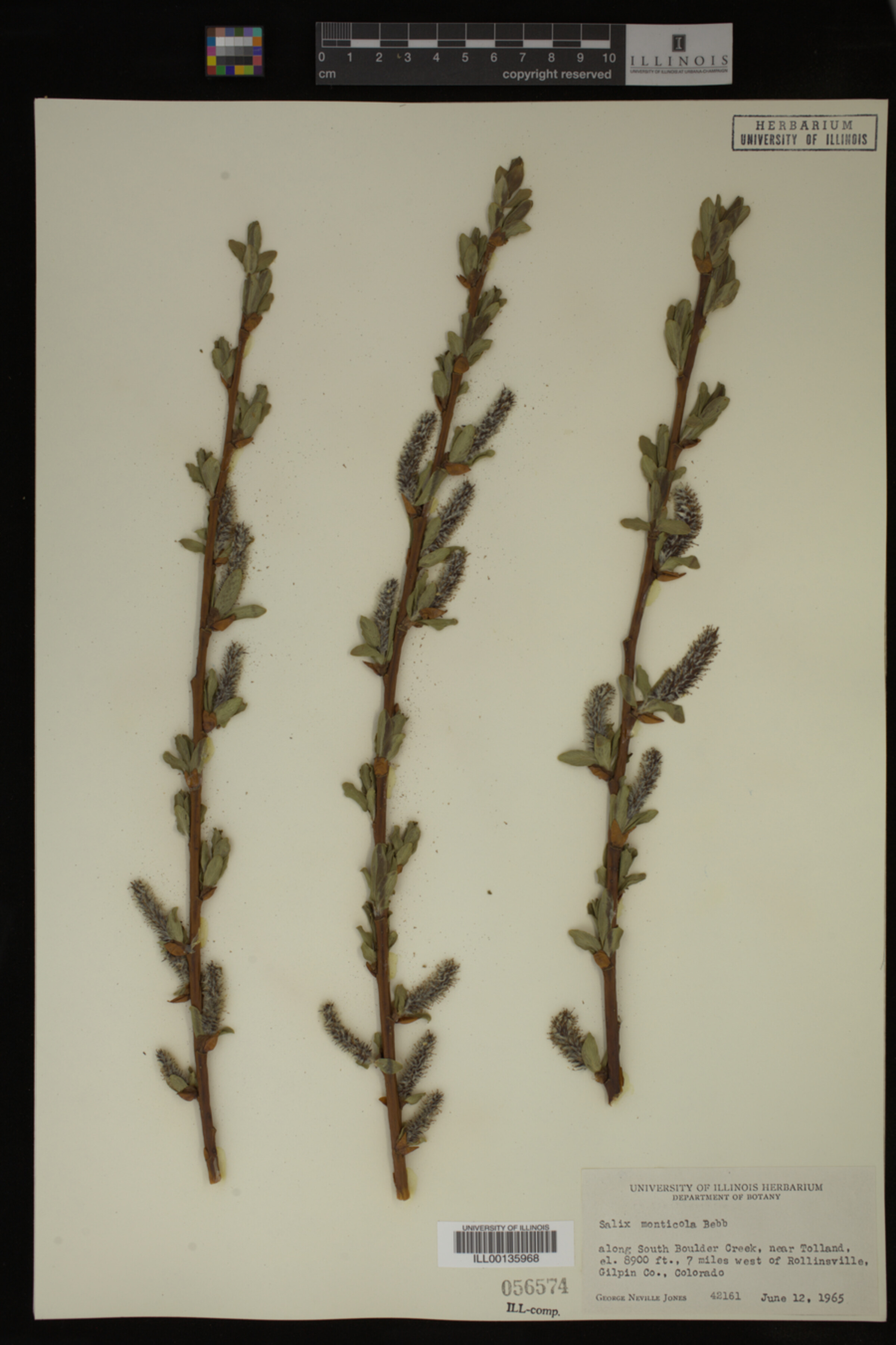 Salix monticola image