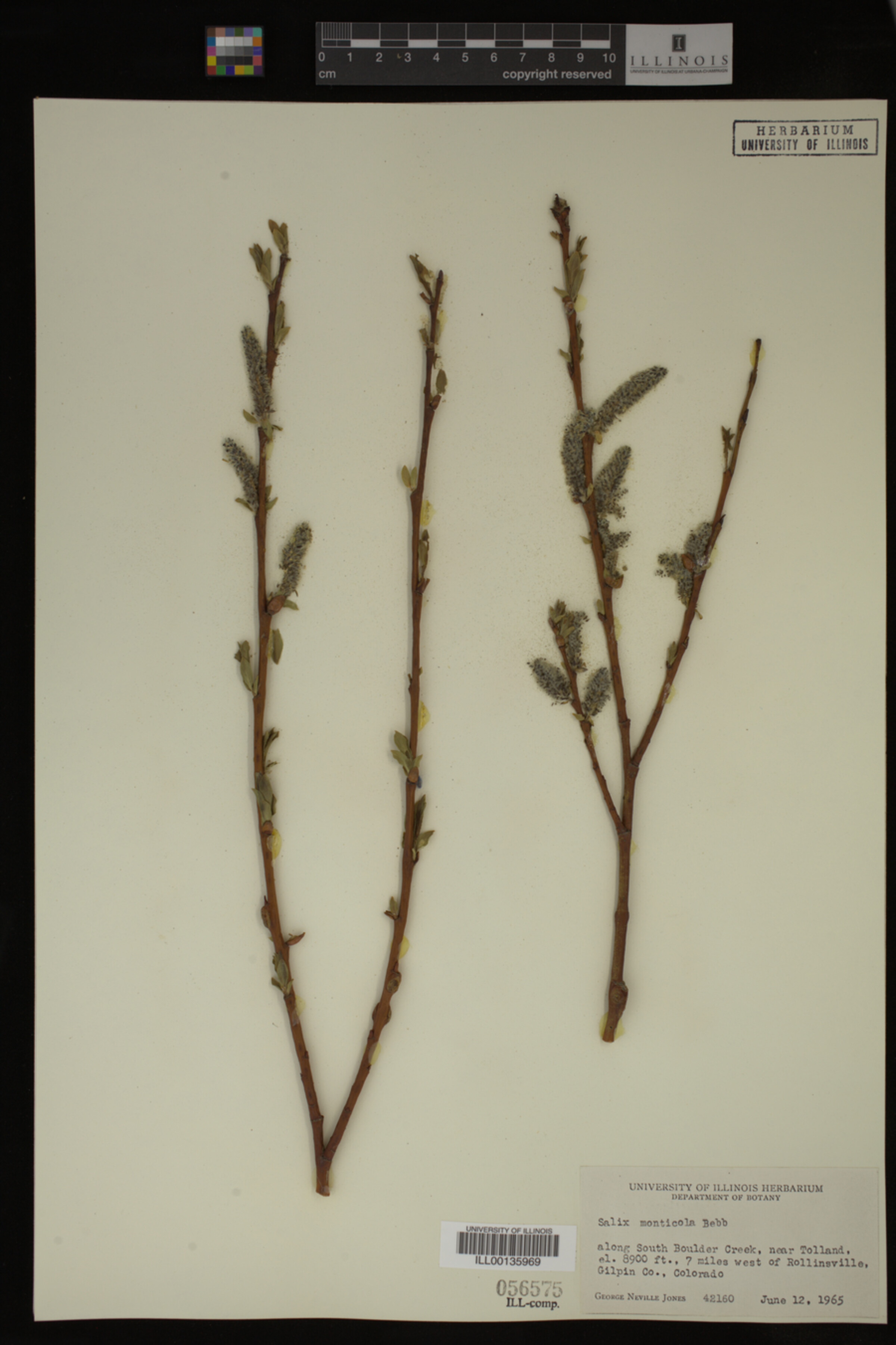 Salix monticola image