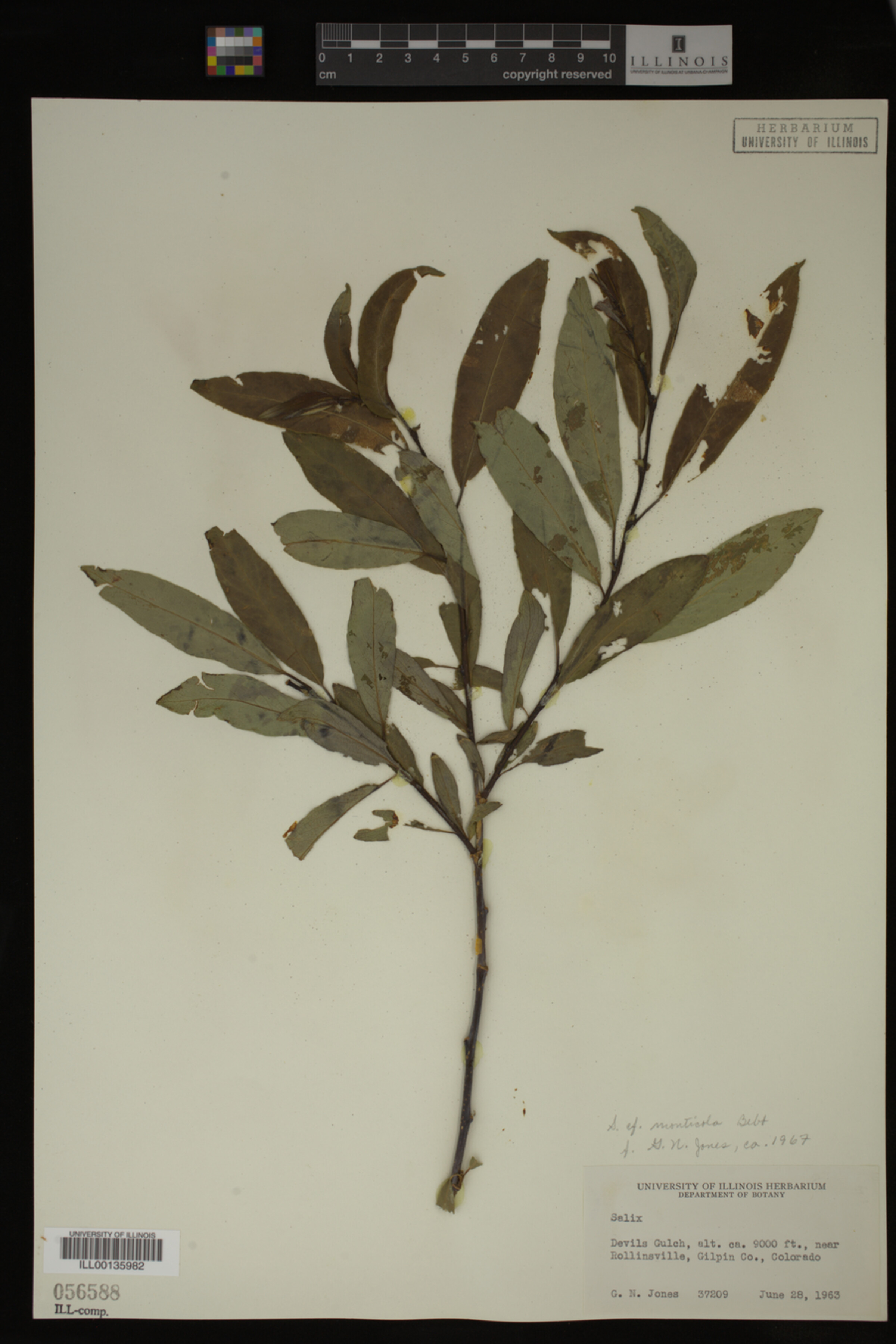 Salix monticola image