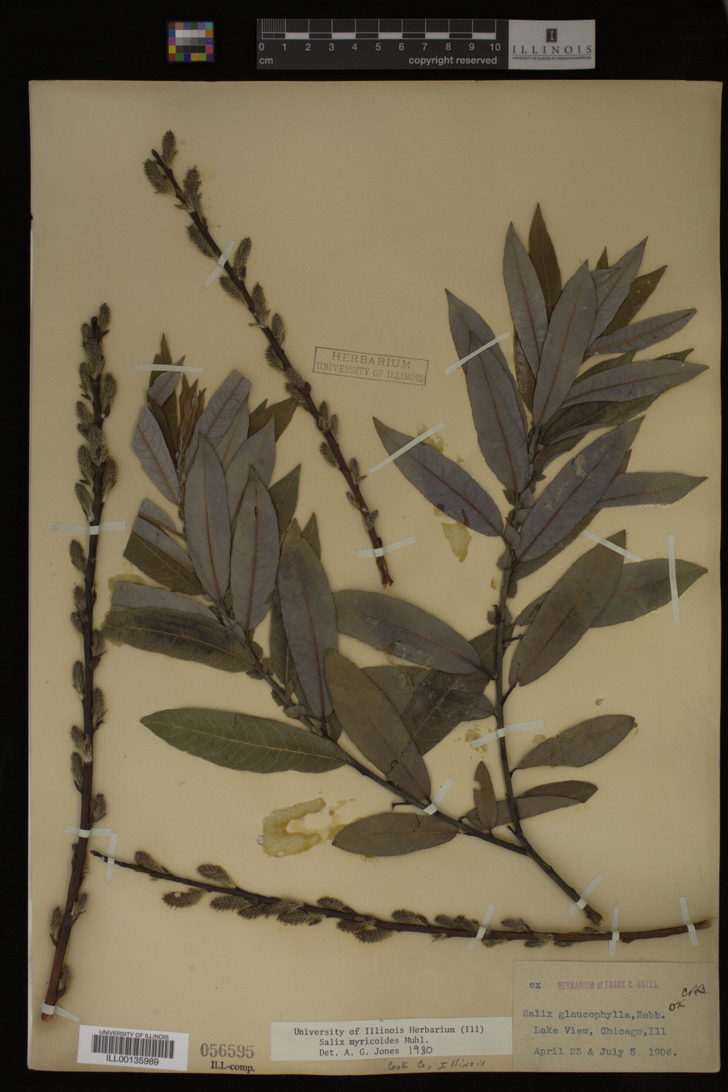 Salix myricoides image