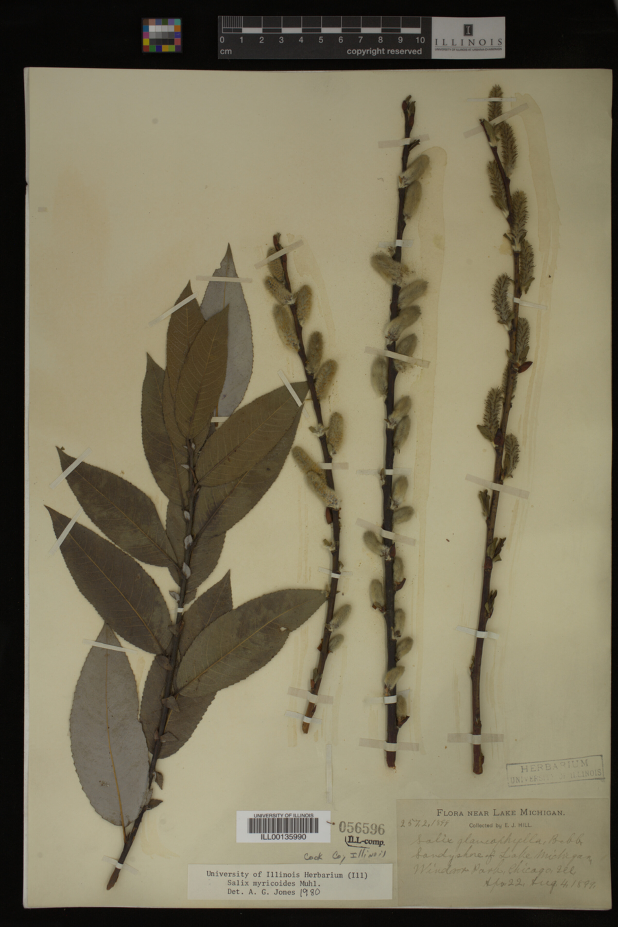 Salix myricoides image