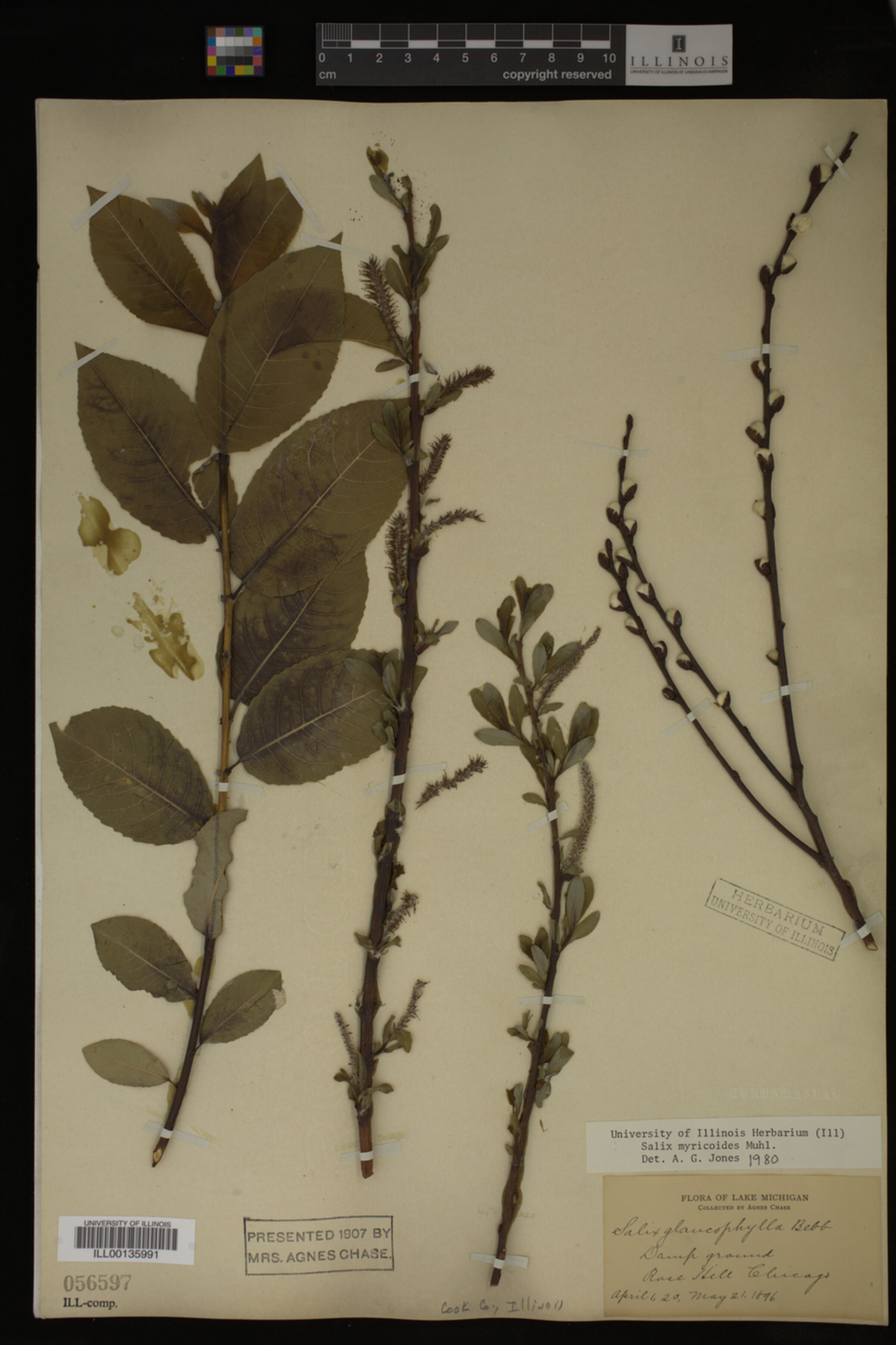 Salix myricoides image