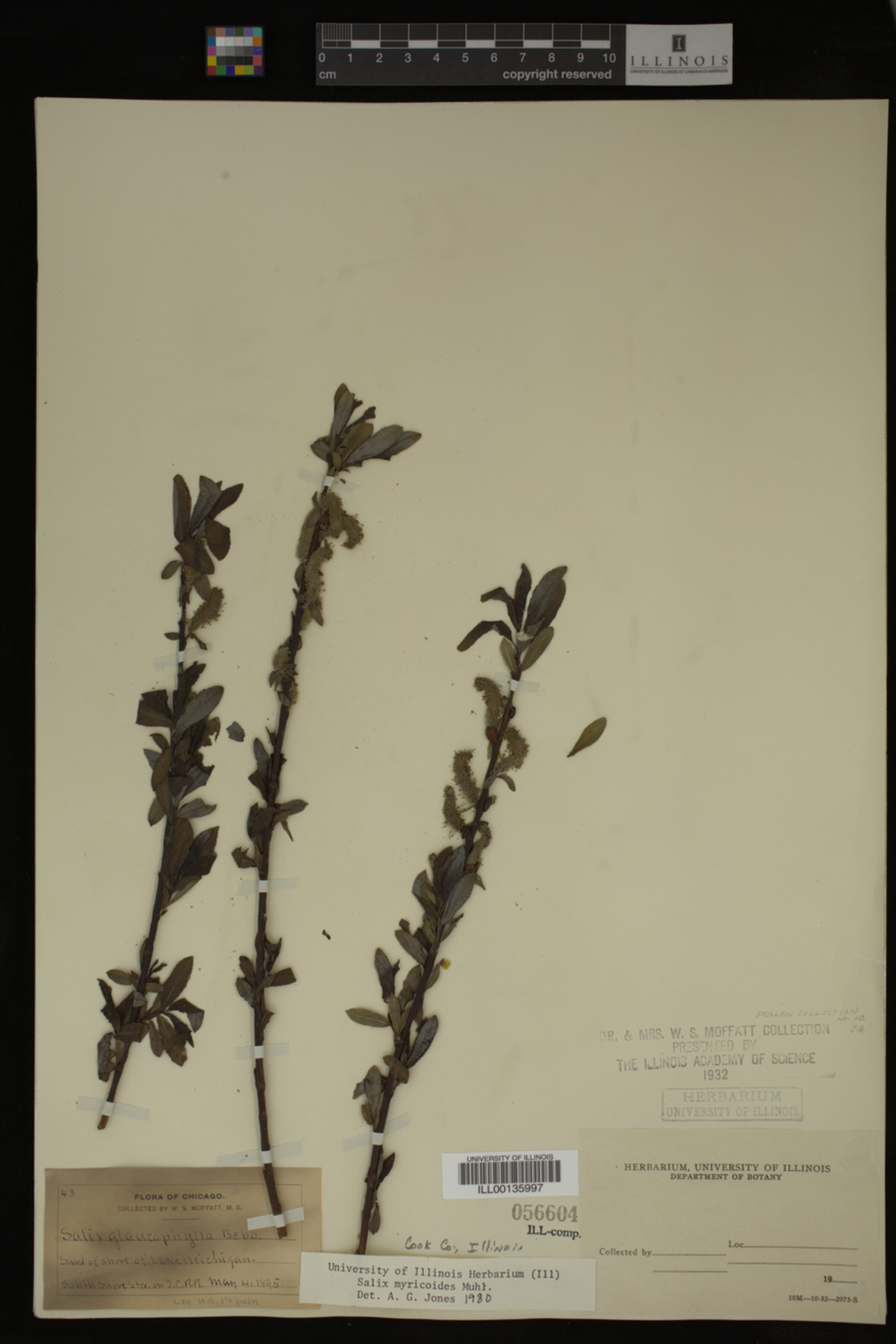 Salix myricoides image