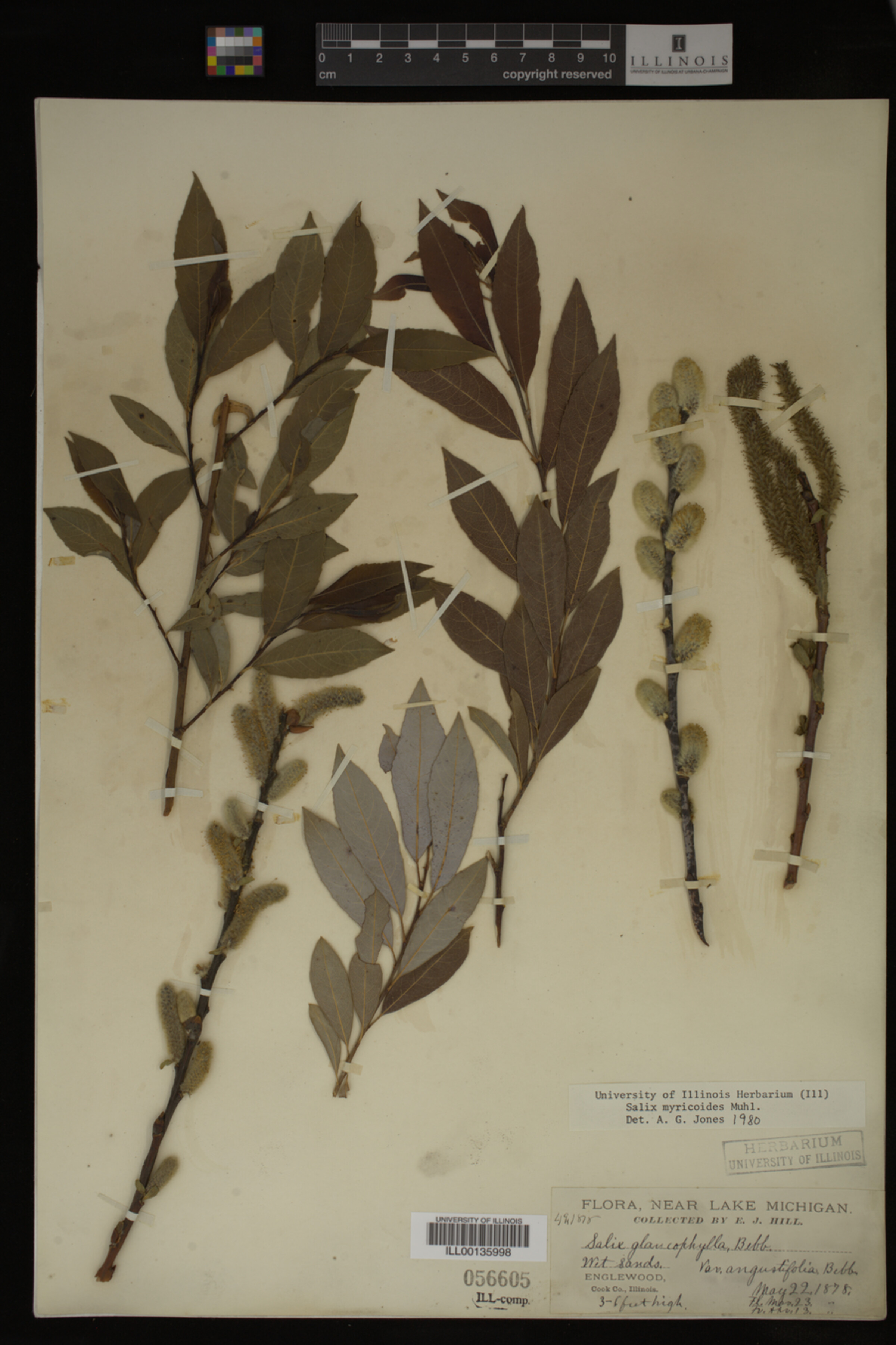Salix myricoides image